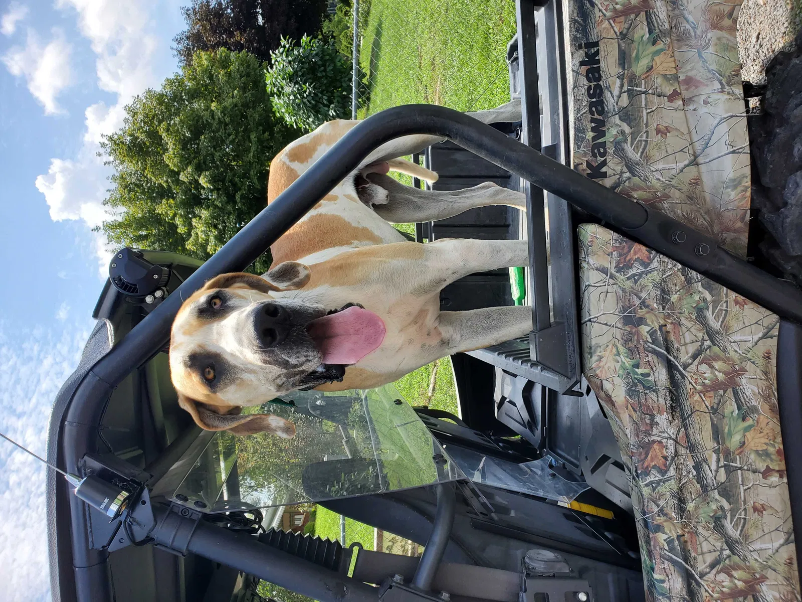 Lost dog in Roanoke, VA, 24013