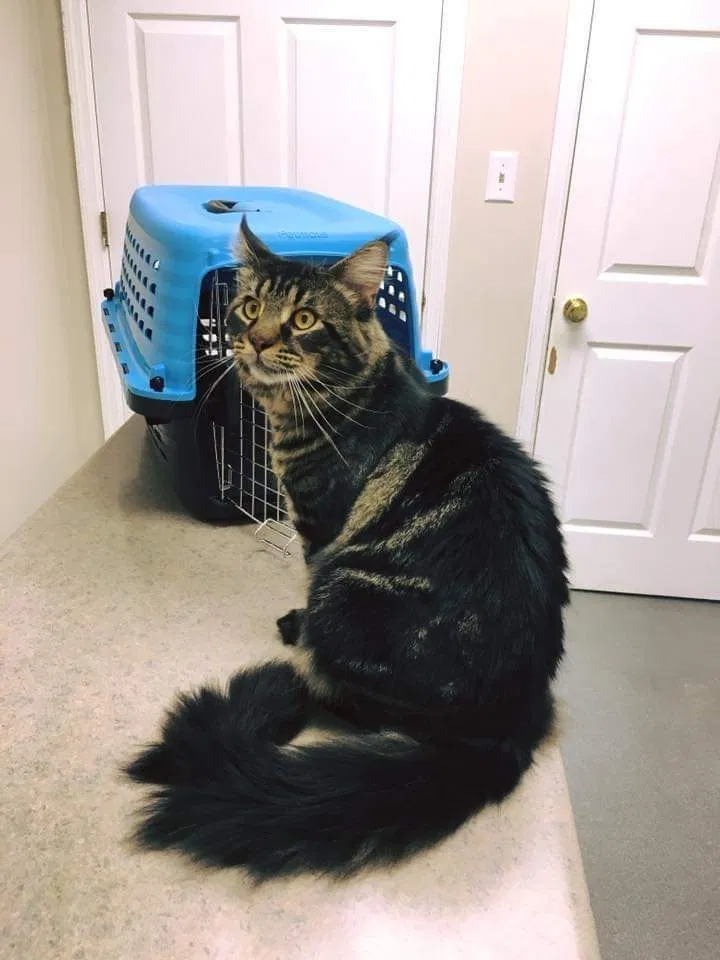 Lost cat in Charleston, TN, 37310