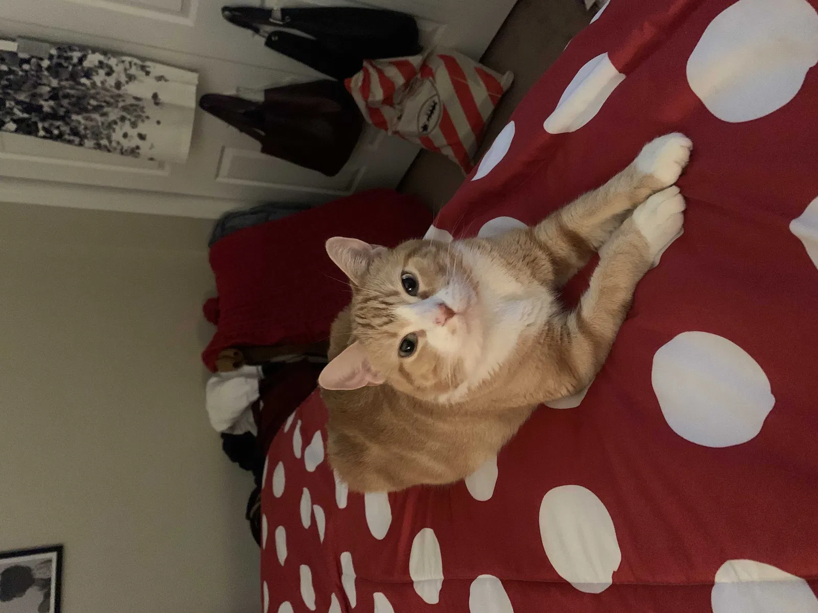 Lost cat in South Holland, IL, 60473