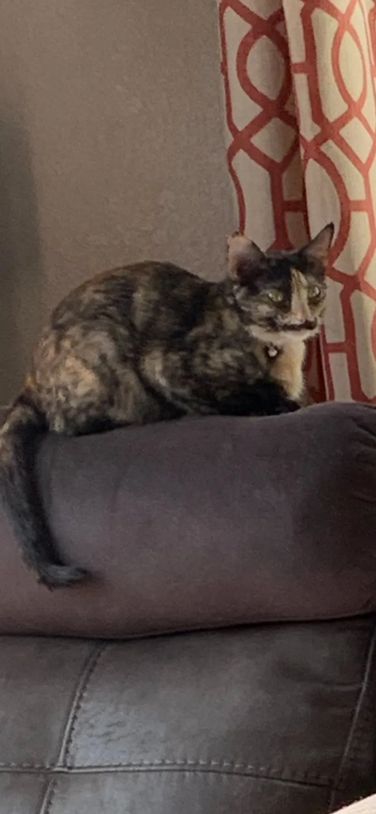 Lost cat in North Las Vegas, NV, 89032