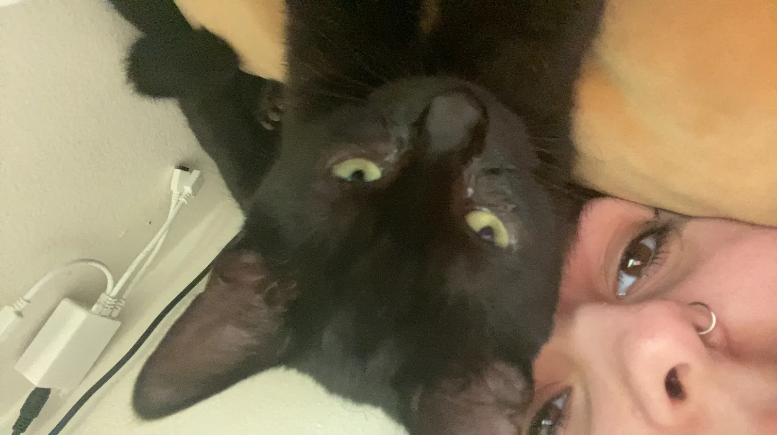 Lost cat in La Habra, CA, 90631