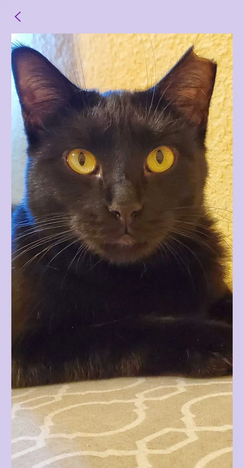 Lost cat in Hialeah, FL, 33013