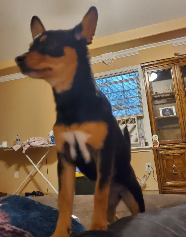 Lost dog in Brookshire, TX, 77423