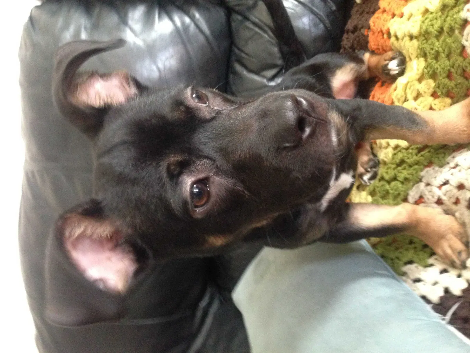 Lost dog in Hayward, CA, 94541