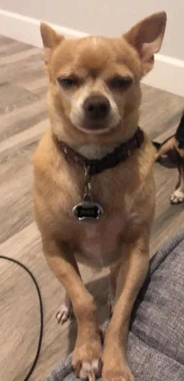 Lost dog in Mesa, AZ, 85207