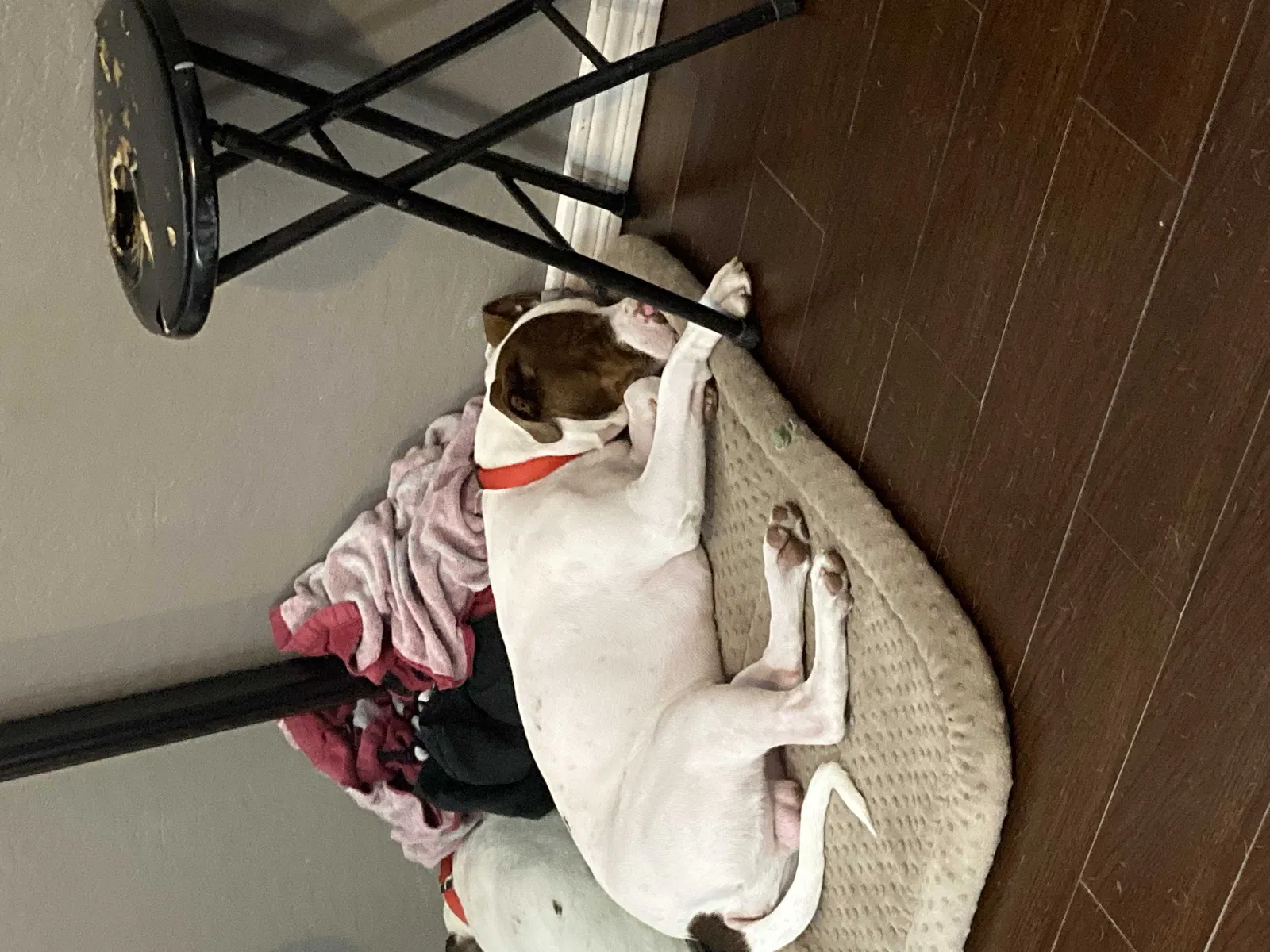 Lost dog in Glendale, AZ, 85306