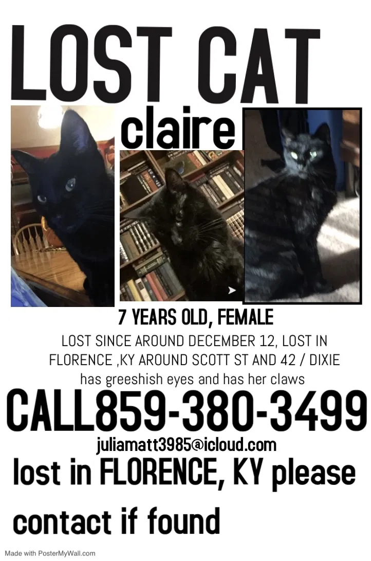 Lost cat in Florence, KY, 41042