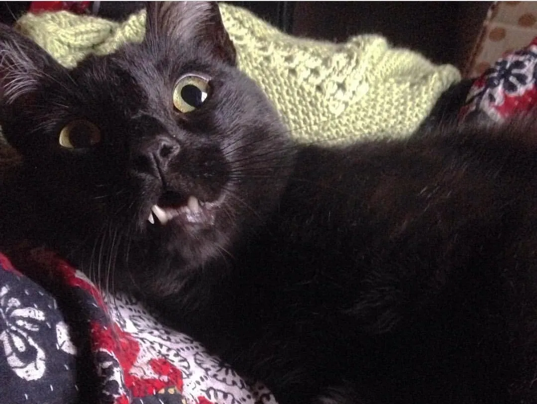 Lost cat in Bakersfield, CA, 93308