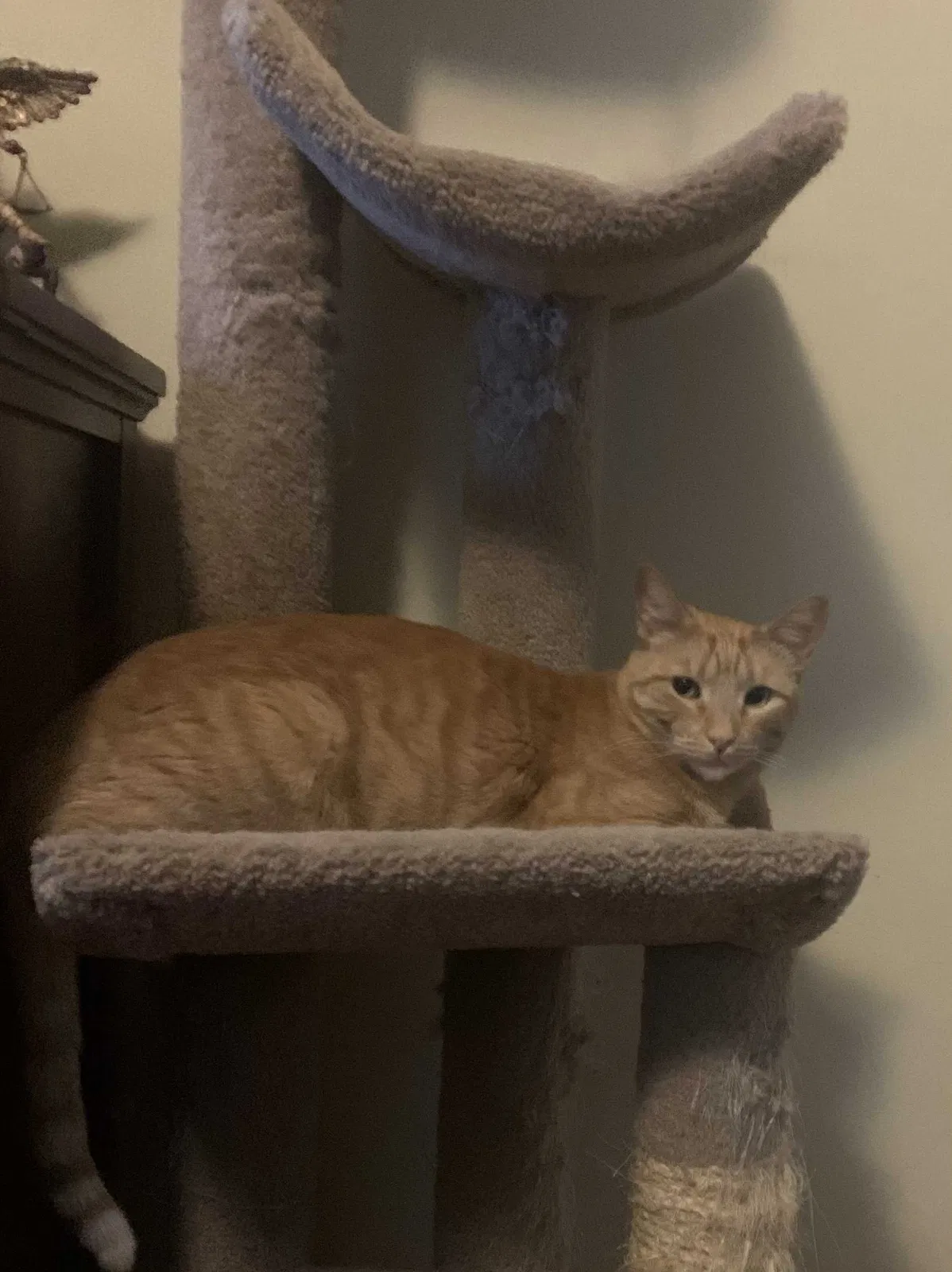 Lost cat in Sahuarita, AZ, 85629