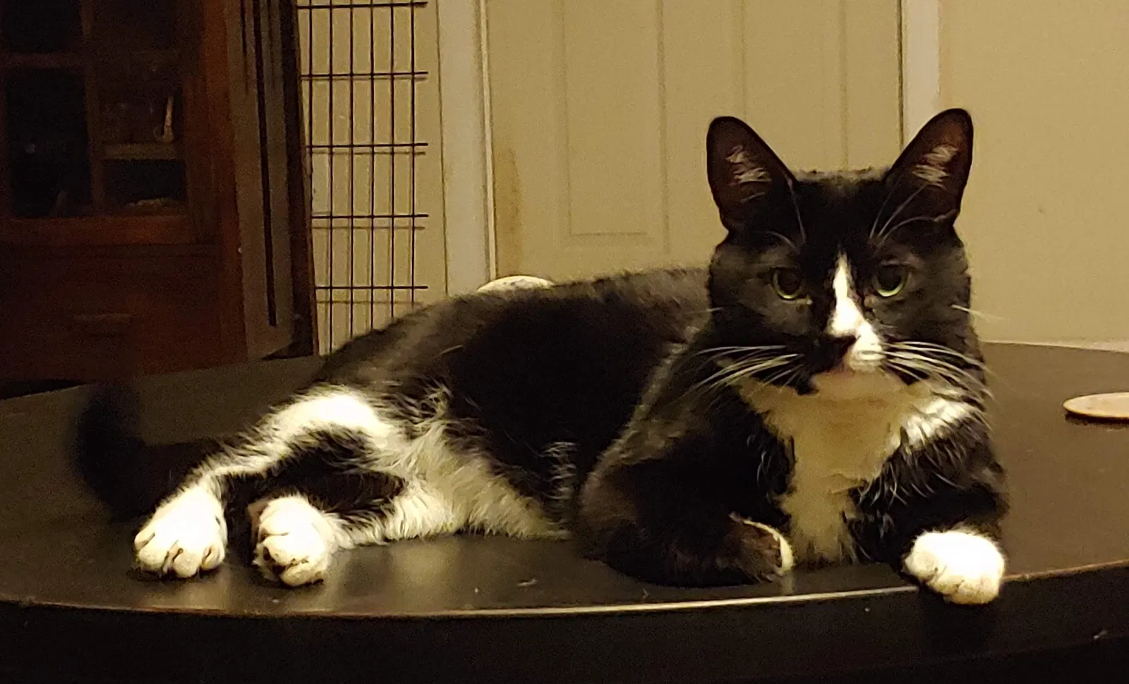 Lost cat in Phoenix, AZ, 85053