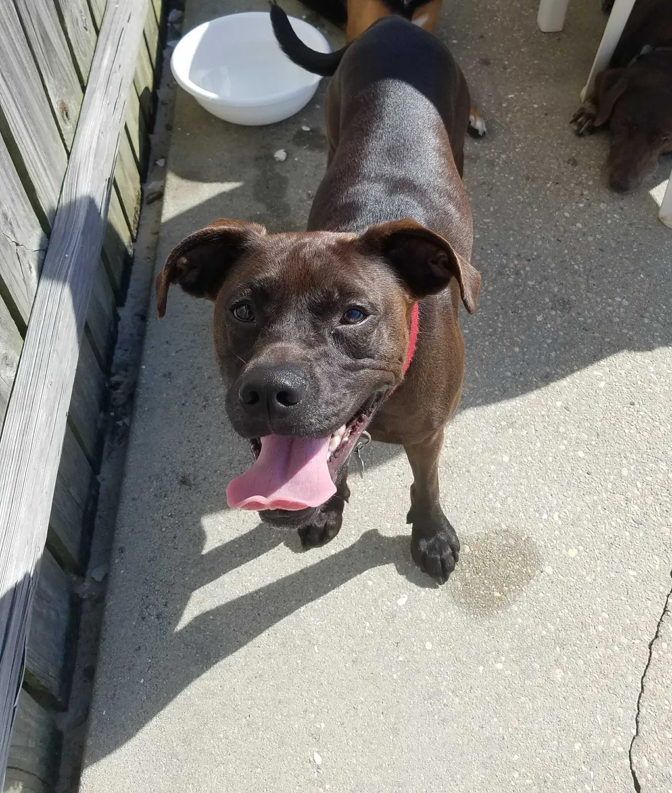 Lost dog in Slidell, LA, 70458