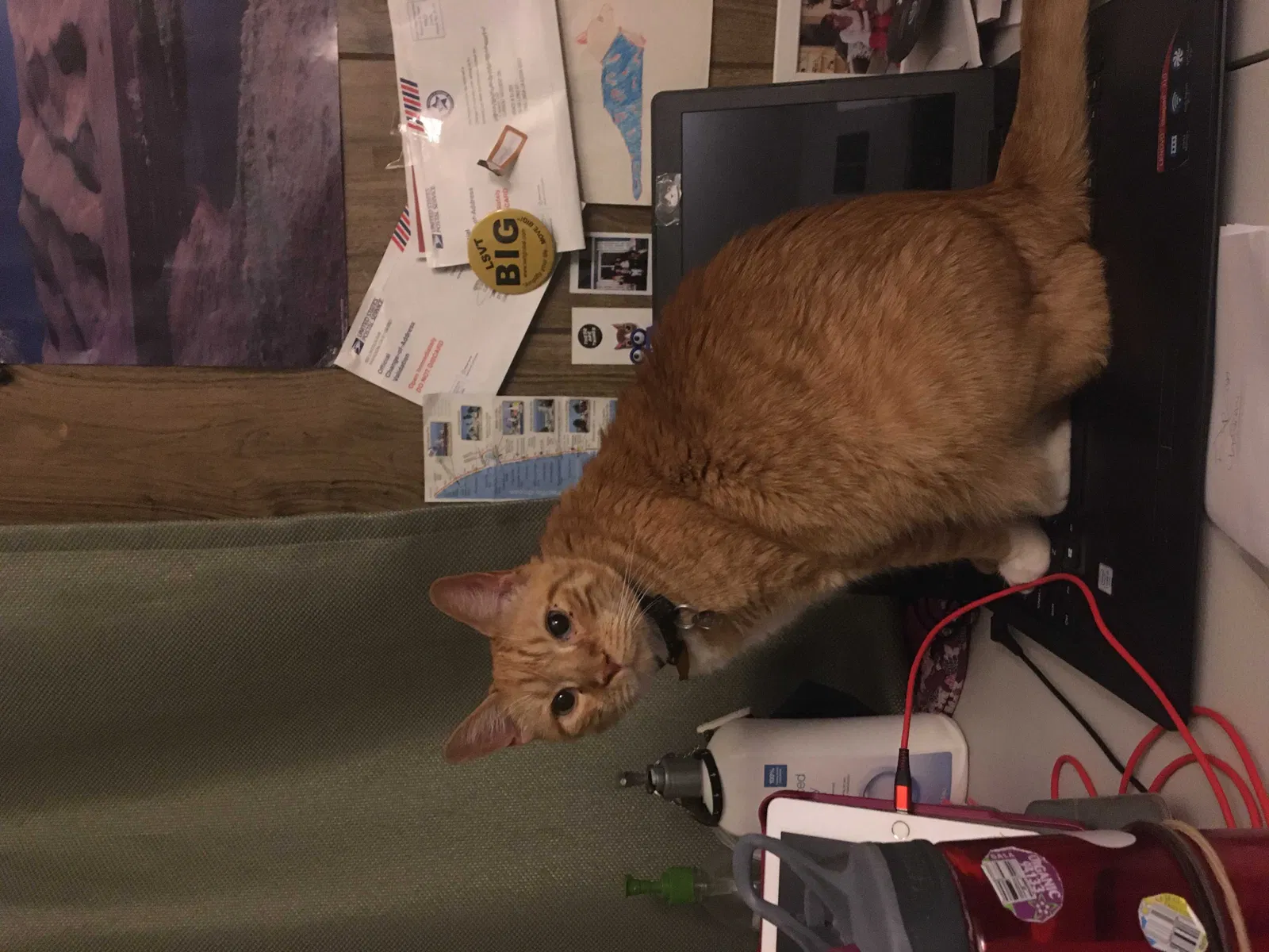 Lost cat in Redlands, CA, 92373