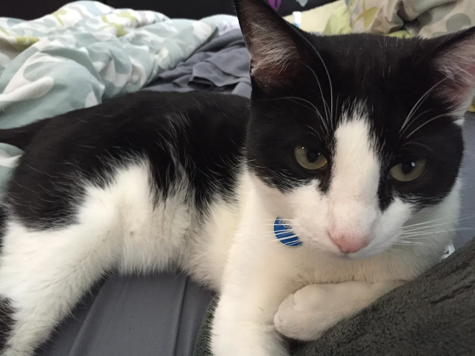 Lost cat in Riverton, UT, 84065