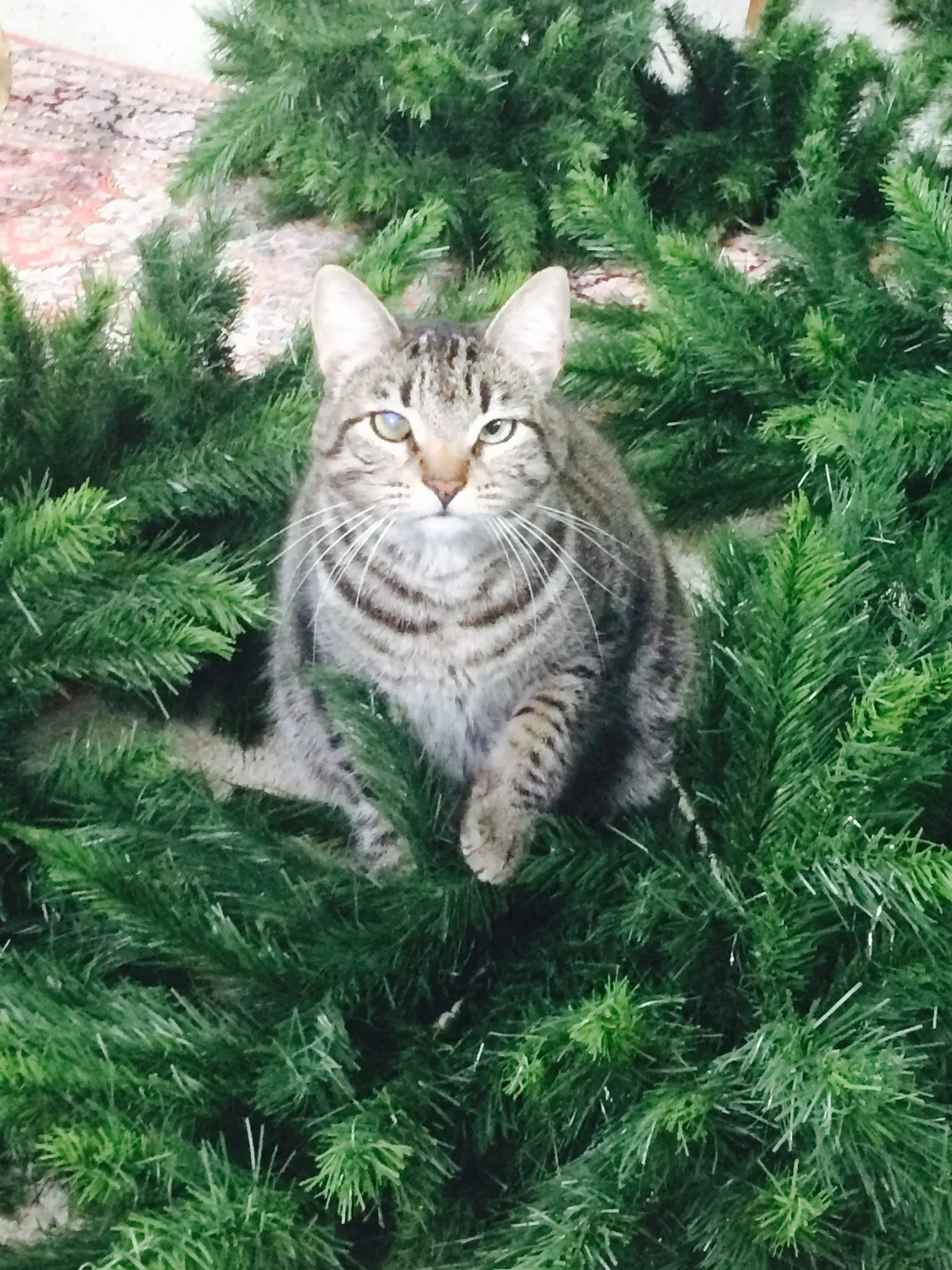 Lost cat in Lake Forest, CA, 92630