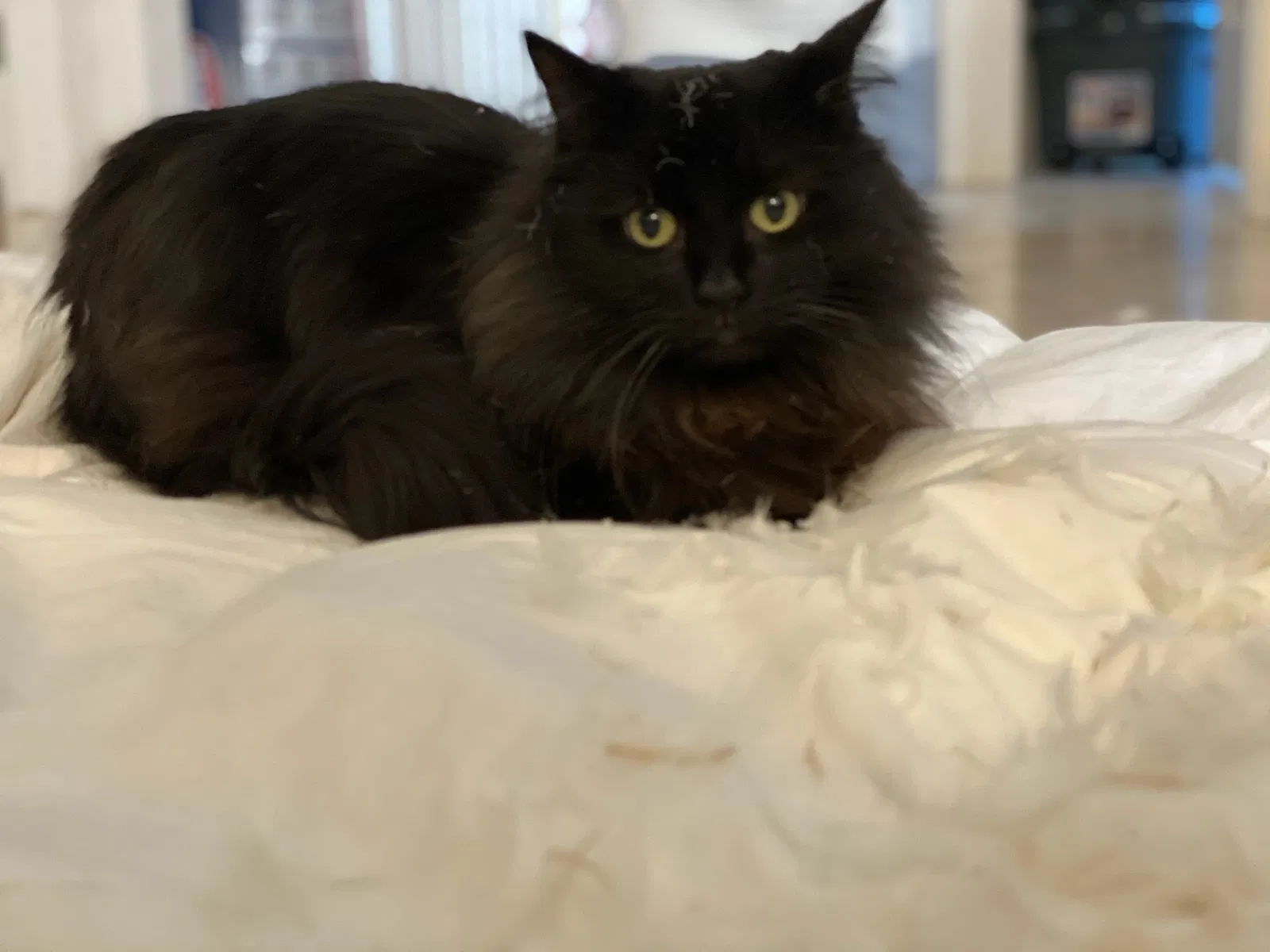 Lost cat in Glendale, AZ, 85302