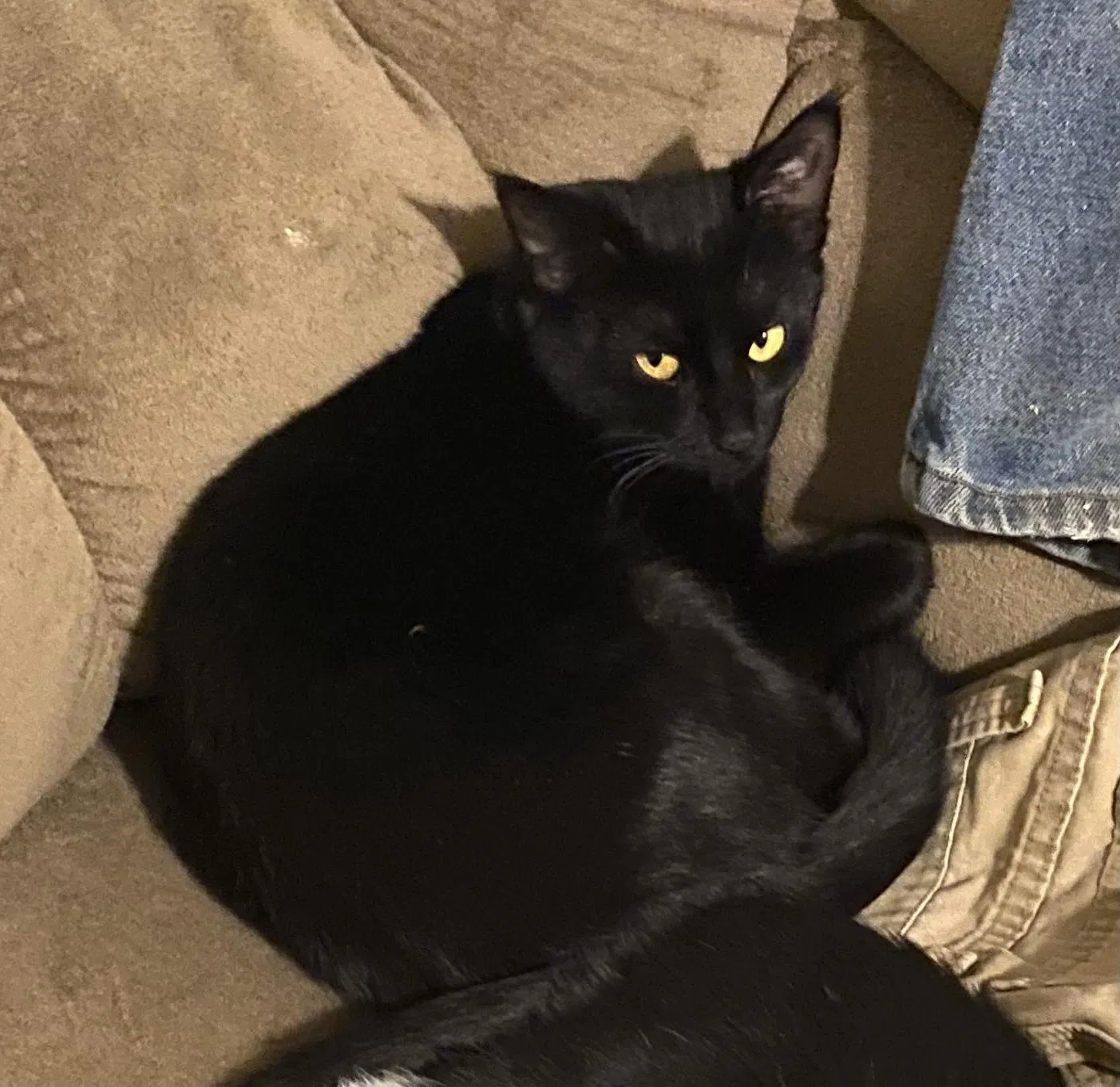 Lost cat in Denver, CO, 80236