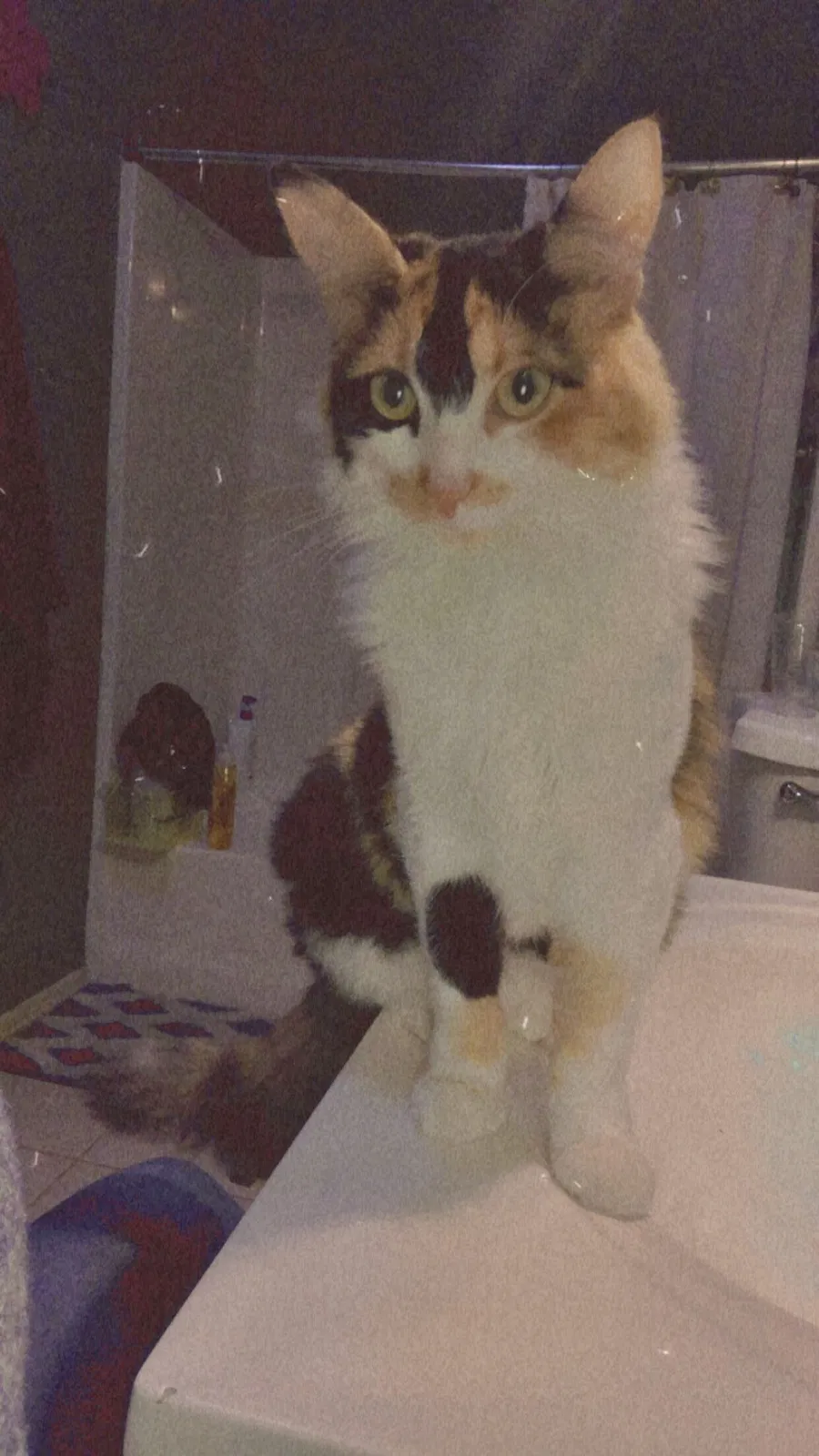 Lost cat in San Diego, CA, 92113