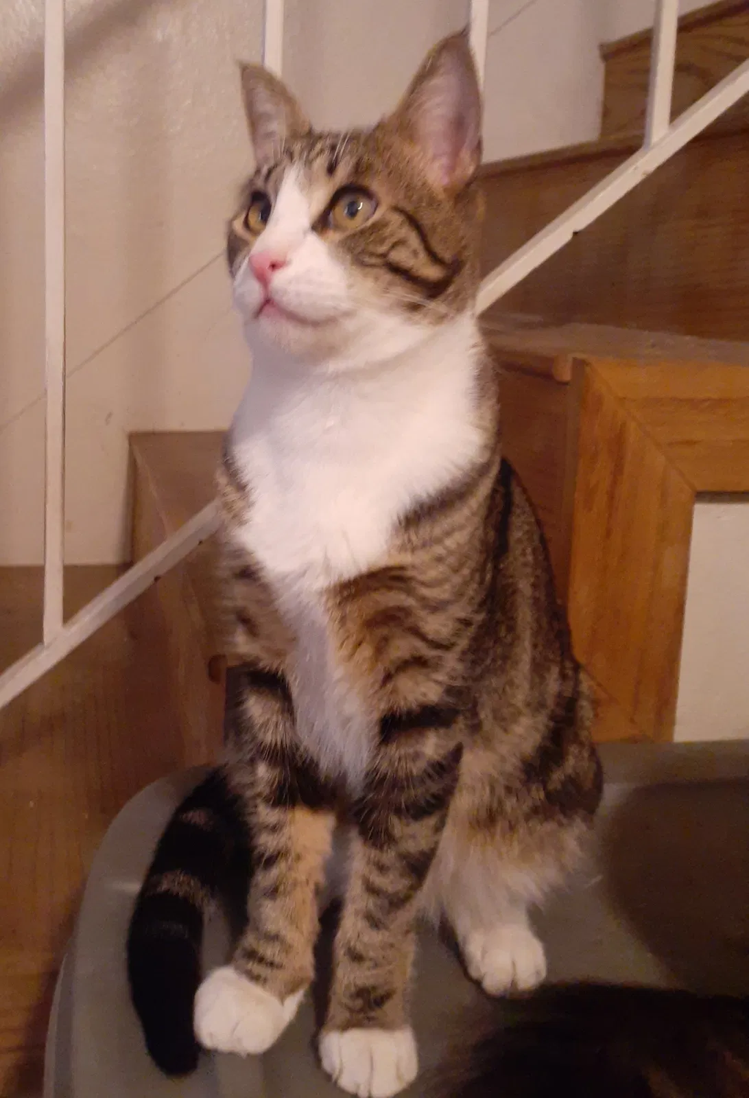 Lost cat in North Hills, CA, 91343