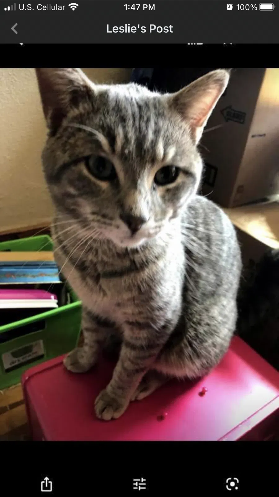 Lost cat in Mauston, WI, 53948