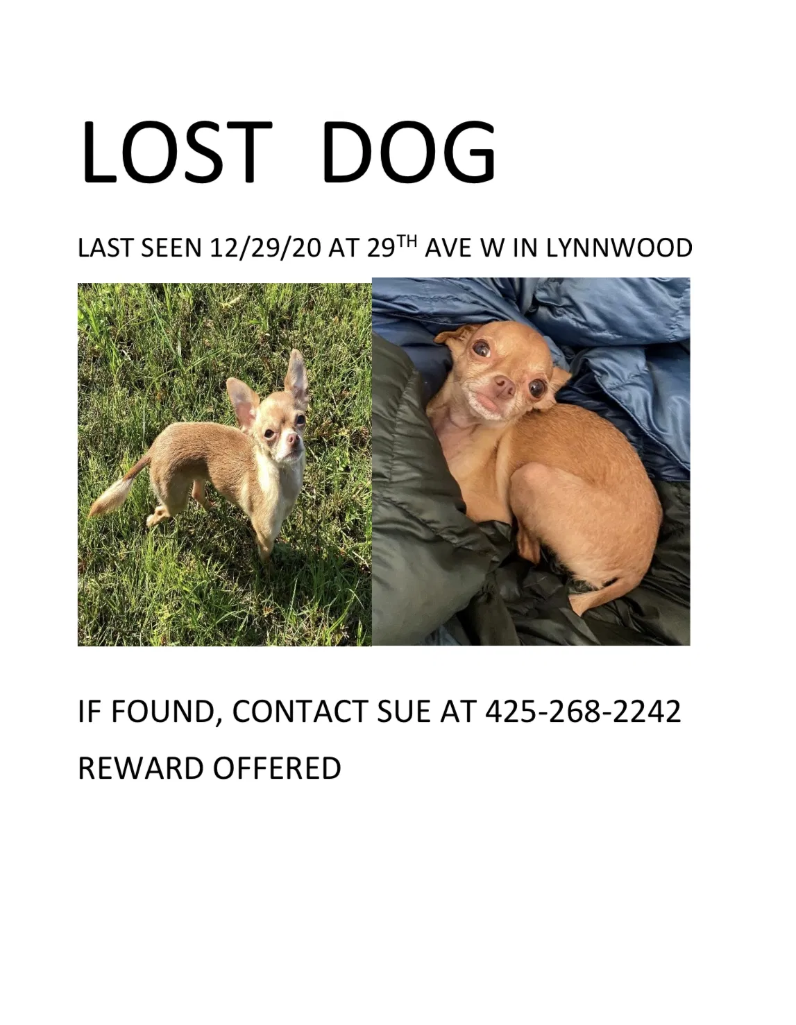 Lost dog in Lynnwood, WA, 98087