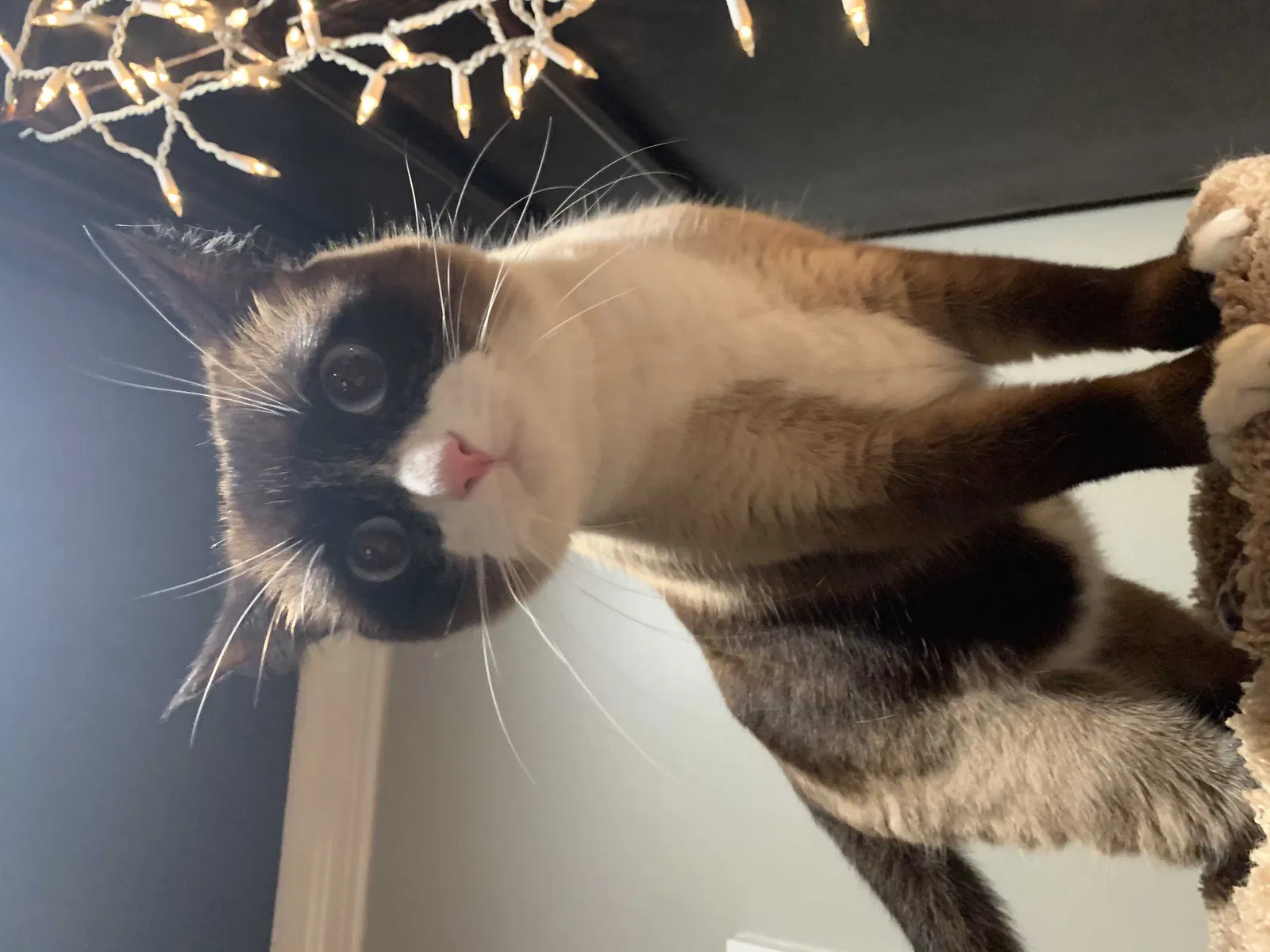Lost cat in Germantown, TN, 38139