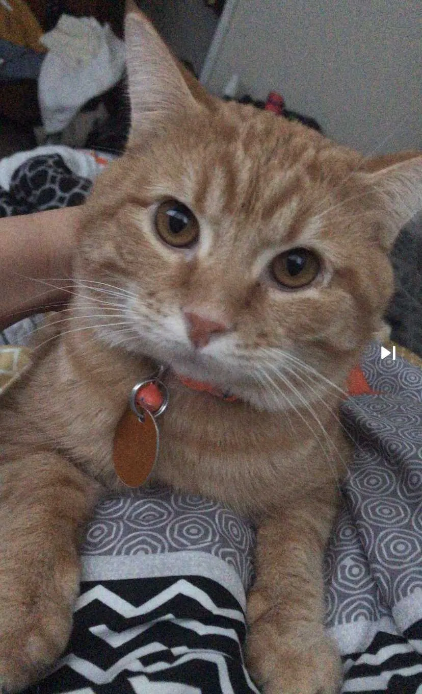 Lost cat in Baltimore, MD, 21239