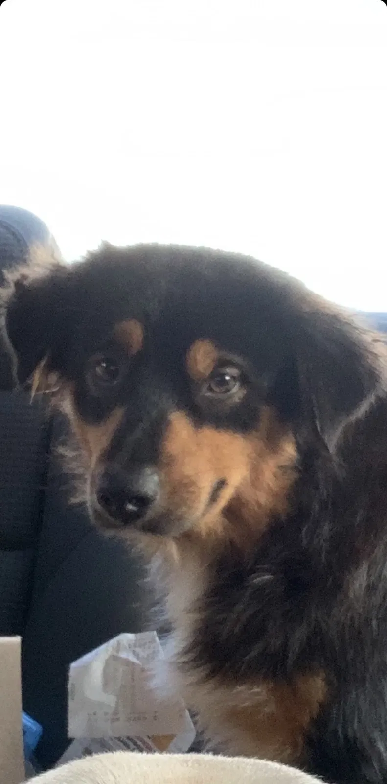 Lost dog in Beaumont, TX, 77708