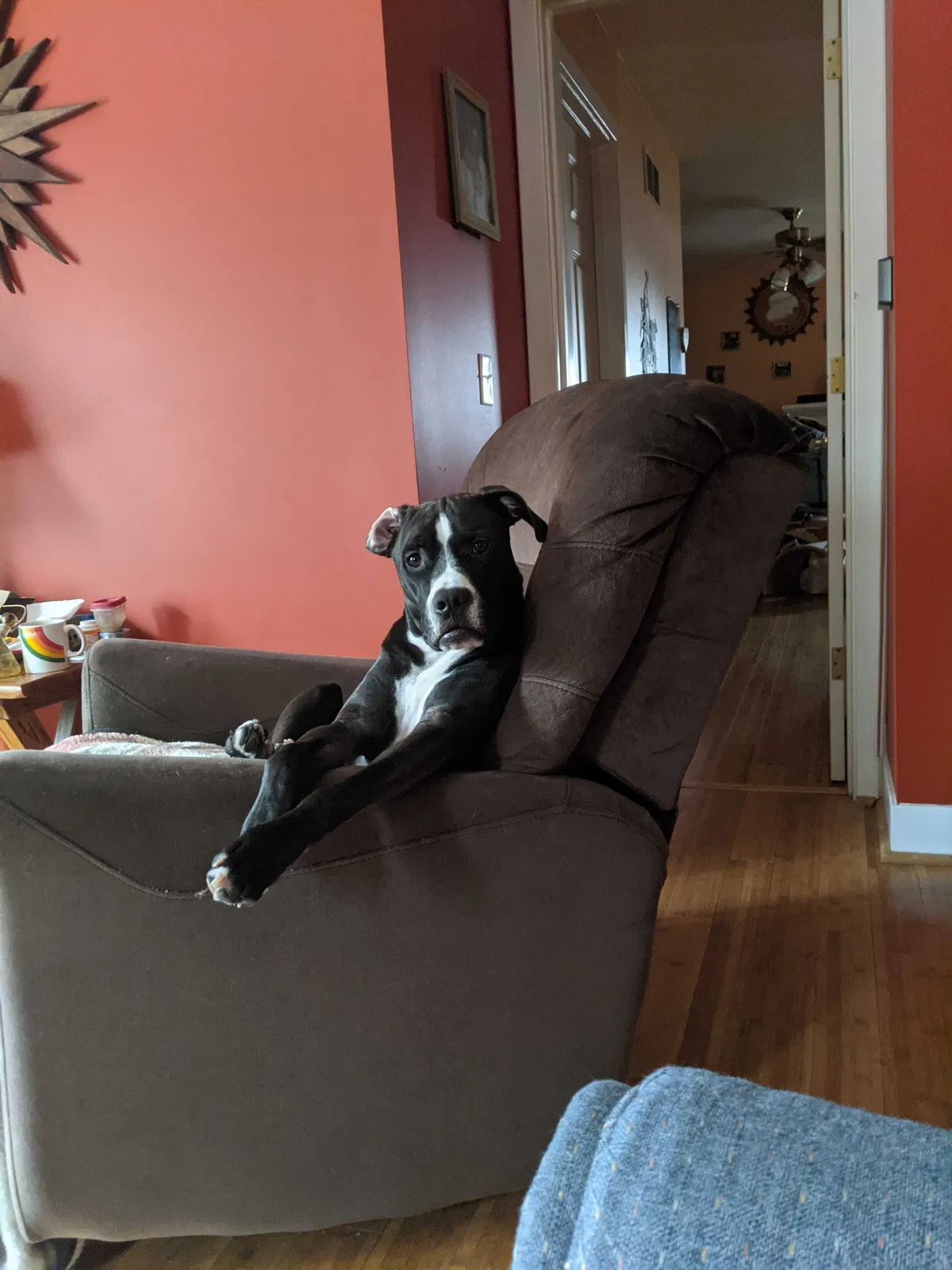 Lost dog in Plainwell, MI, 49080
