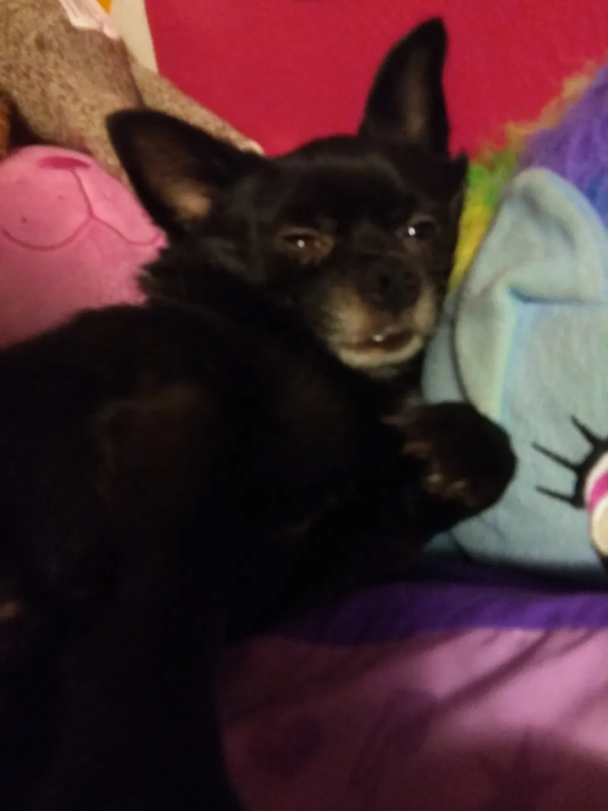 Lost dog in Fort Wayne, IN, 46816