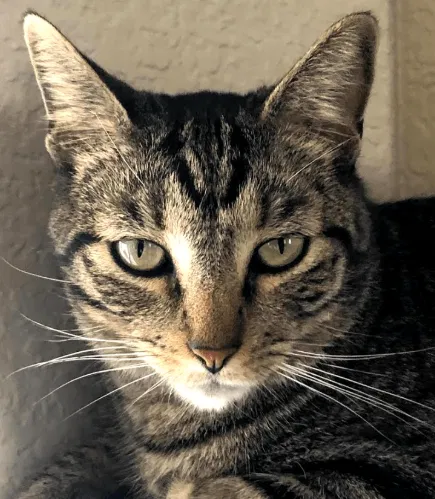 Lost cat in Denver, CO, 80238