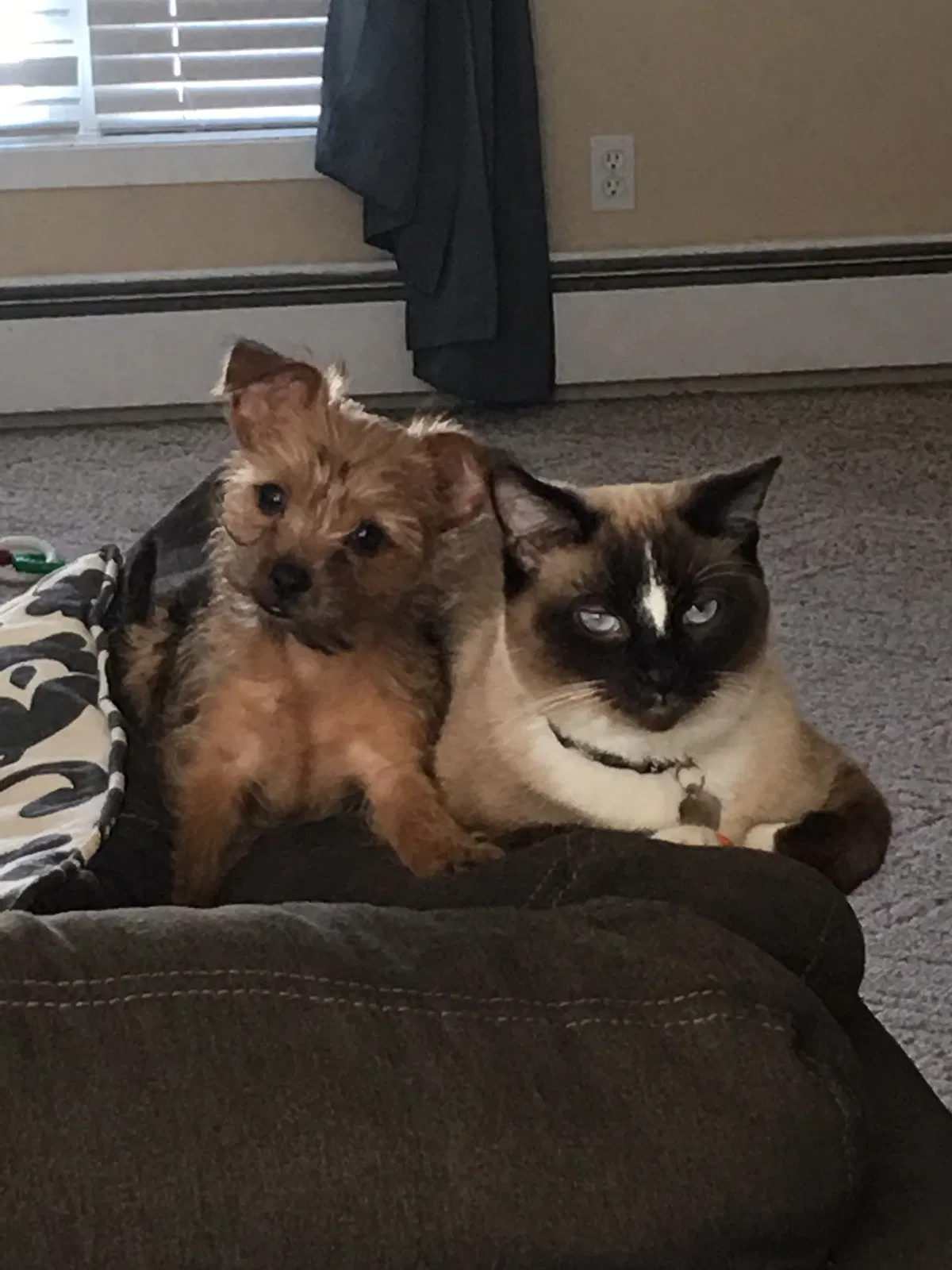 Lost cat in Bonduel, WI, 54107