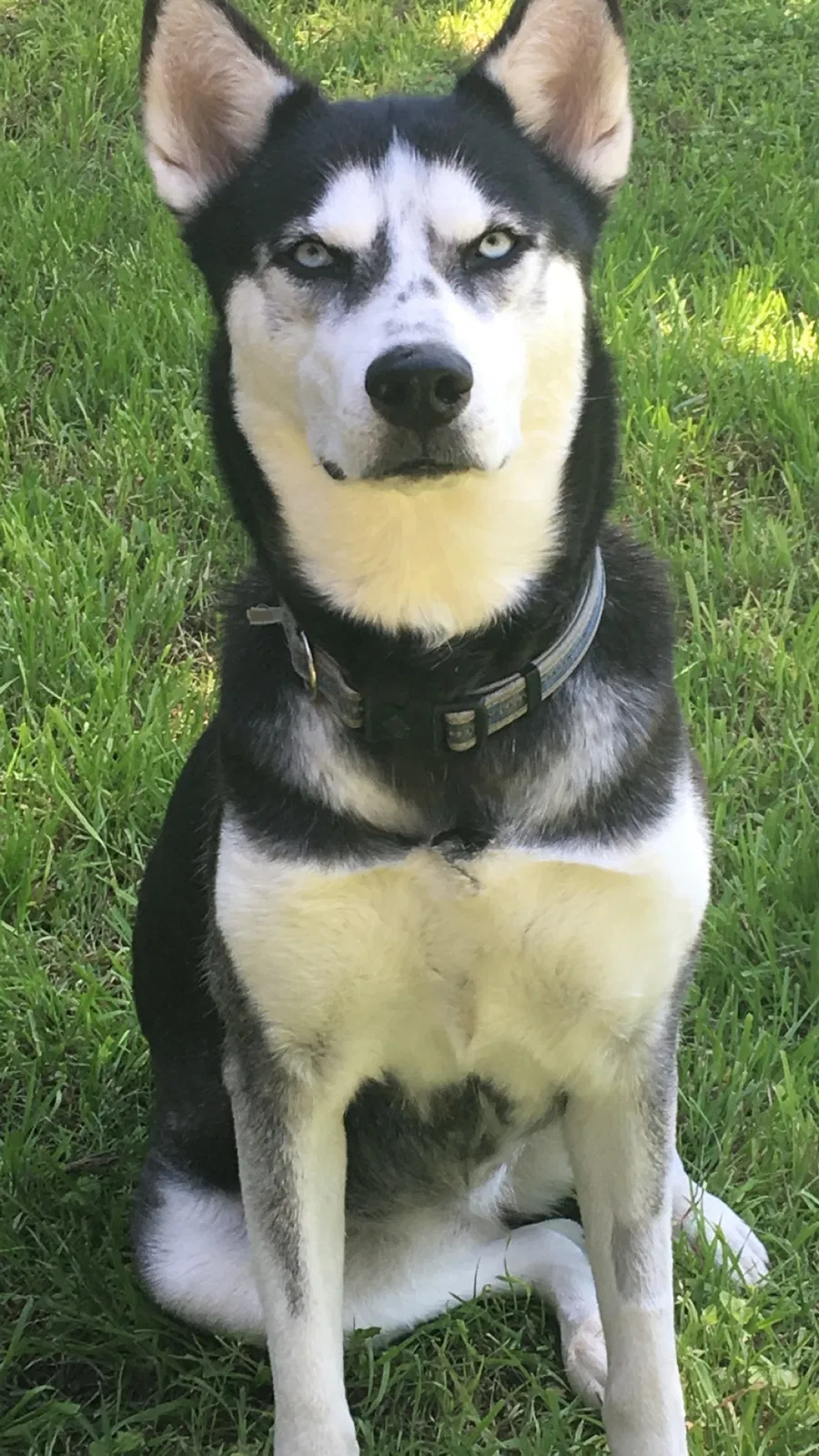Lost dog in Austin, TX, 78753