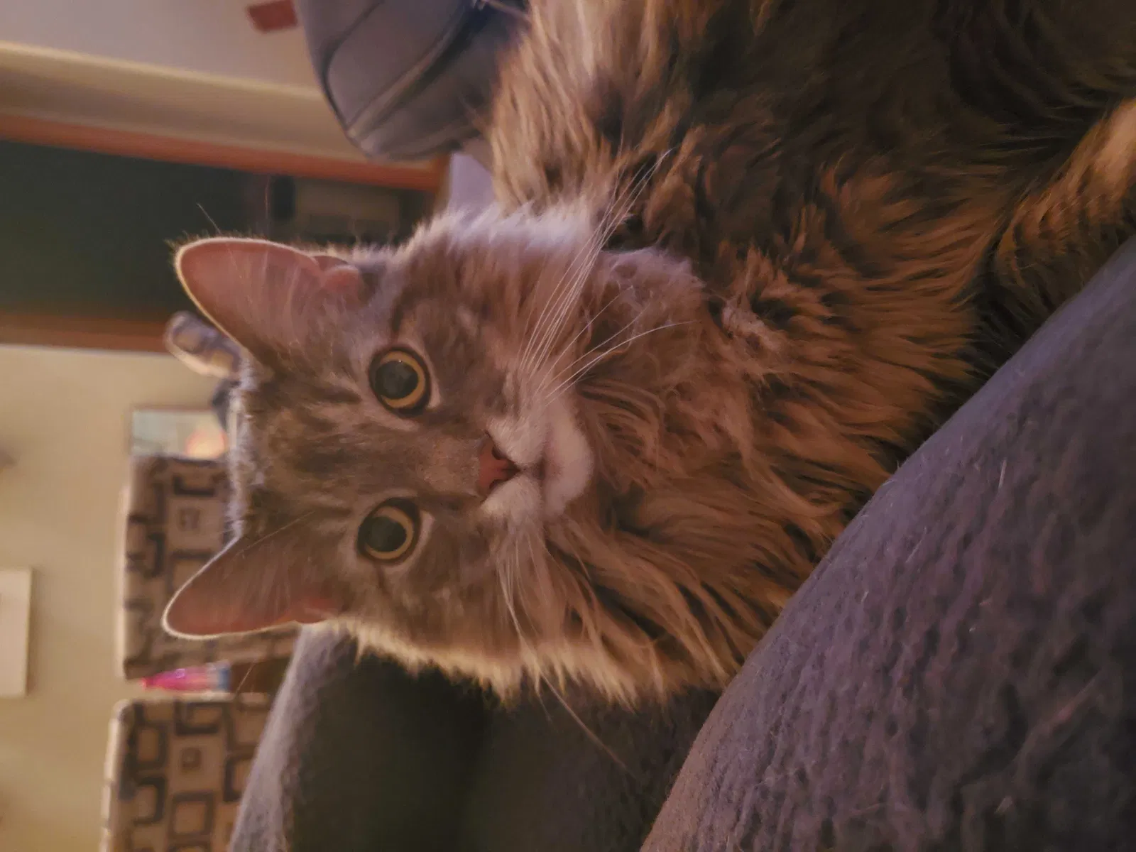 Lost cat in Marengo, IA, 52301