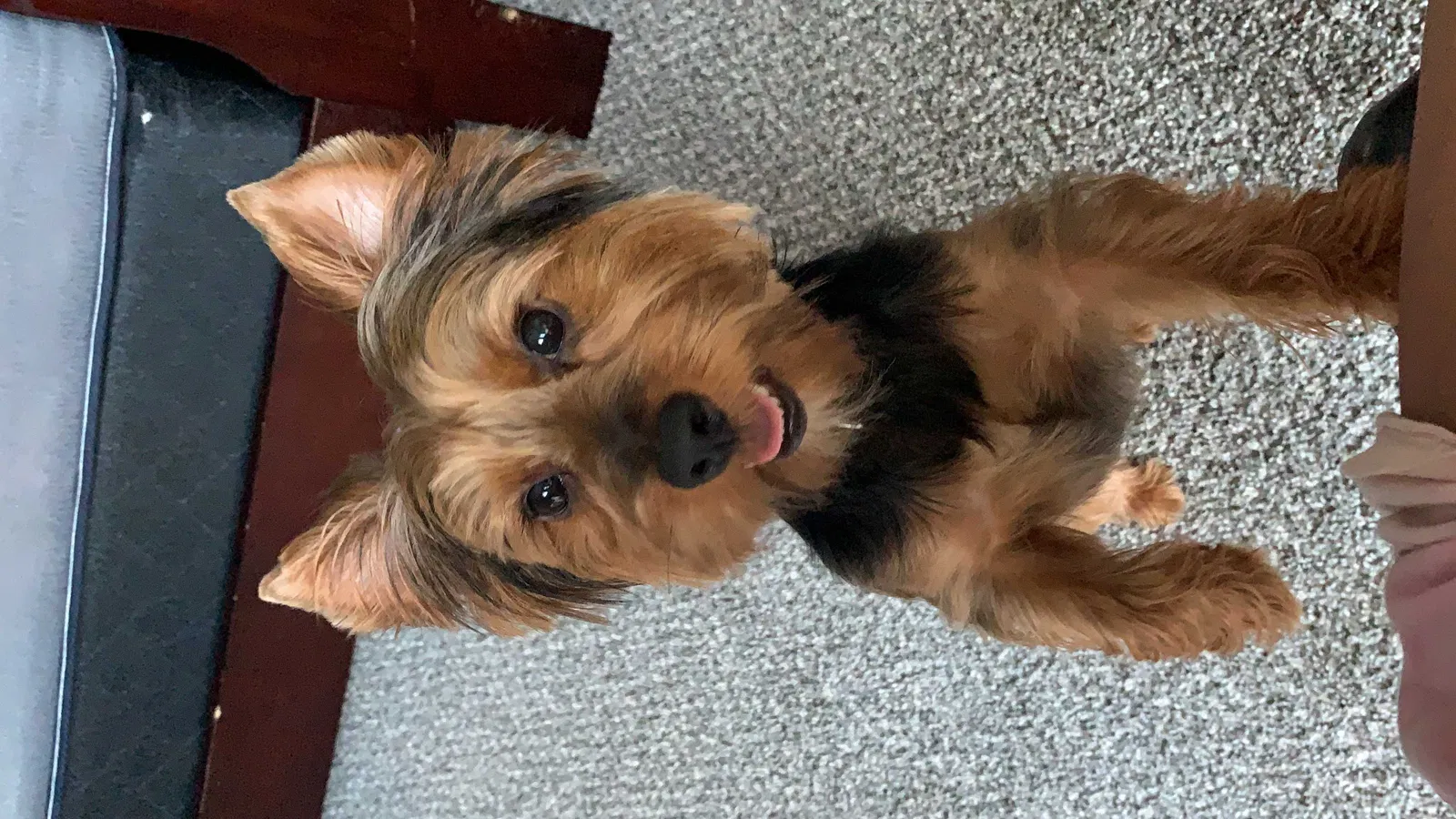 Lost dog in Memphis, TN, 38133