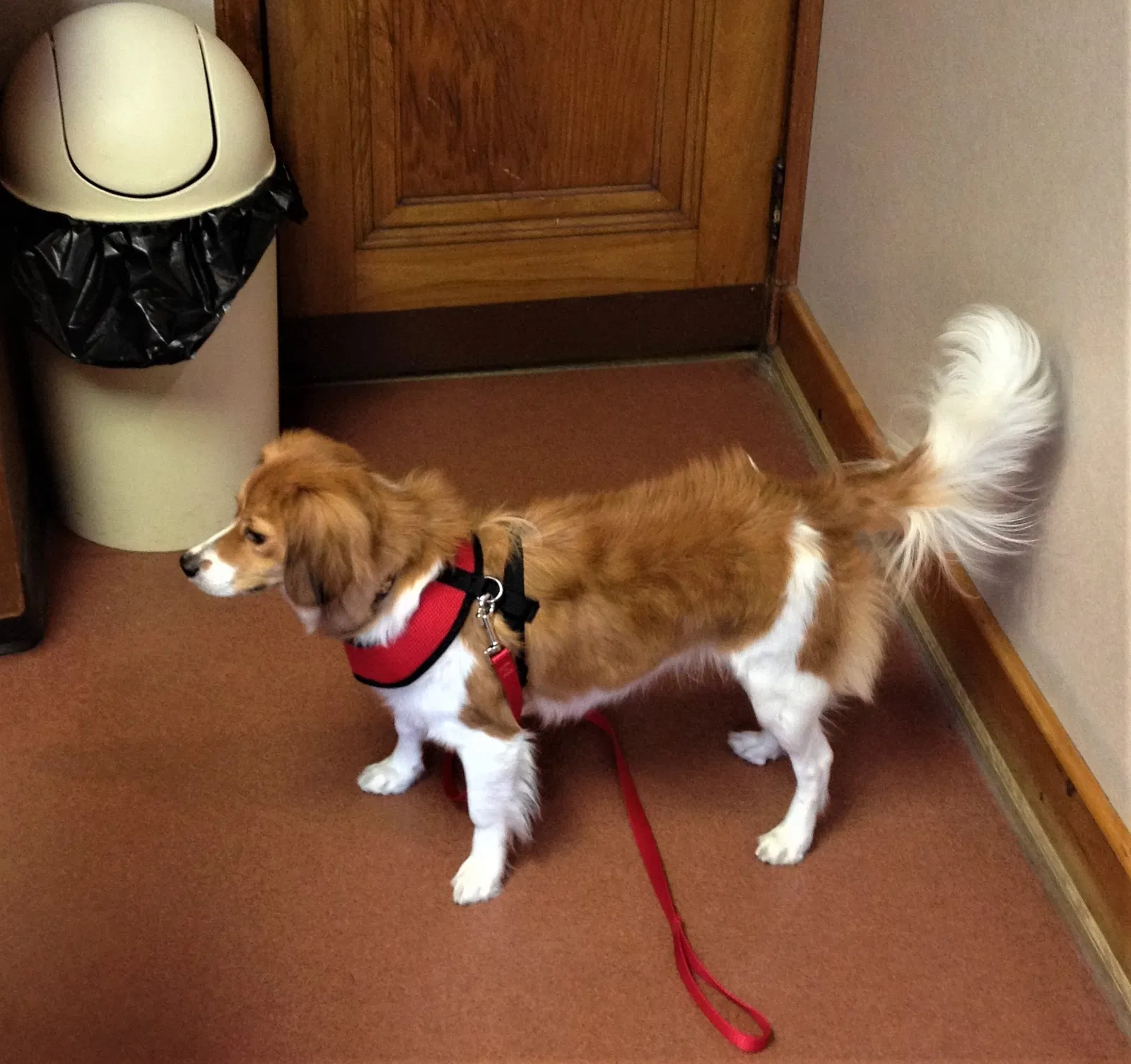 Lost dog in Pocono Pines, PA, 18350