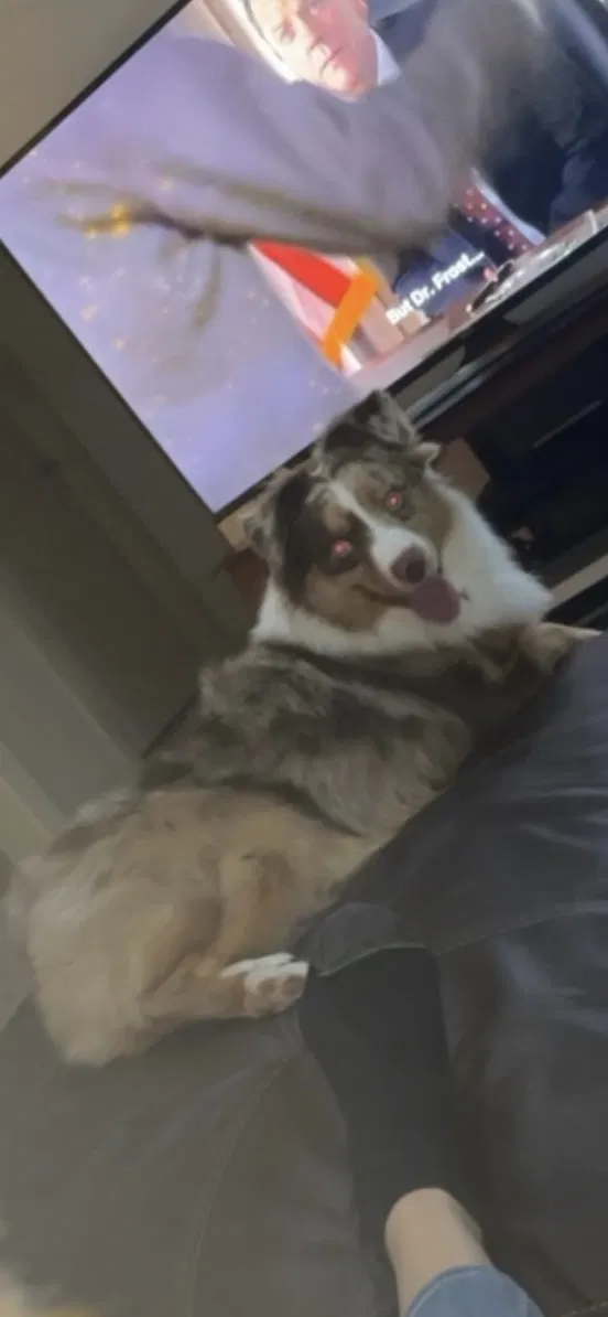 Lost dog in Brownsville, TX, 78526
