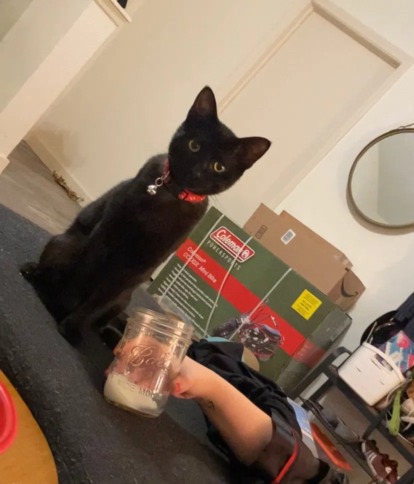 Lost cat in Austin, TX, 78753