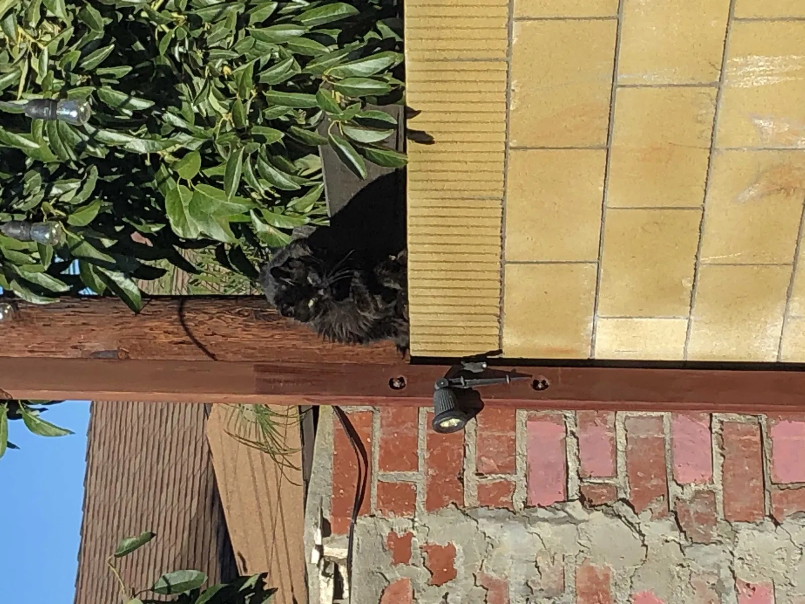 Lost cat in Artesia, CA, 90701