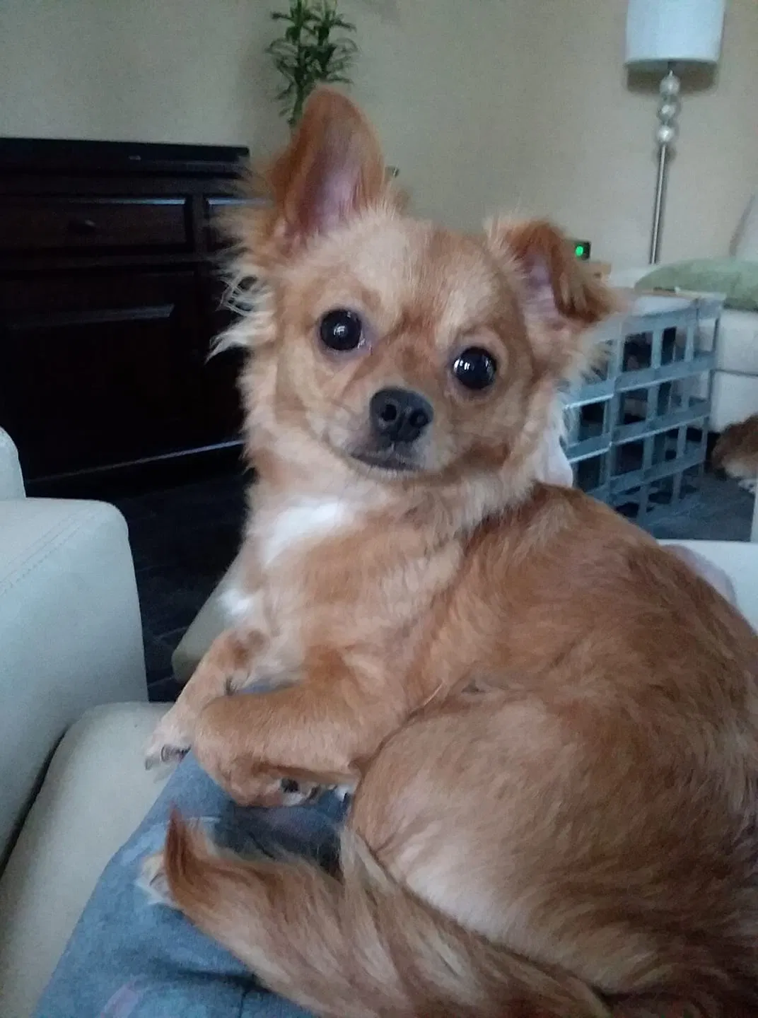 Lost dog in Tyler, TX, 75703