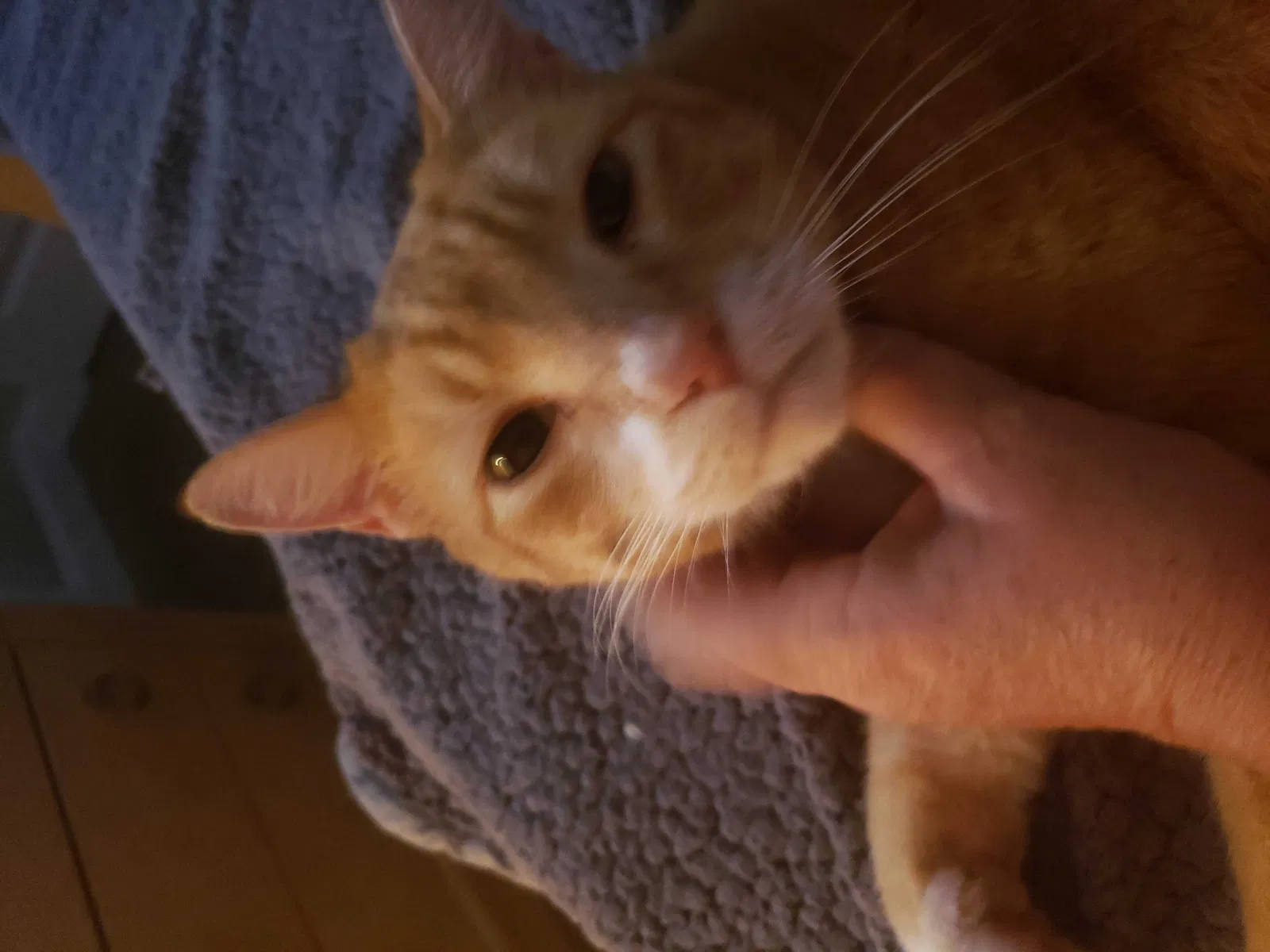 Lost cat in Myrtle Beach, SC, 29588