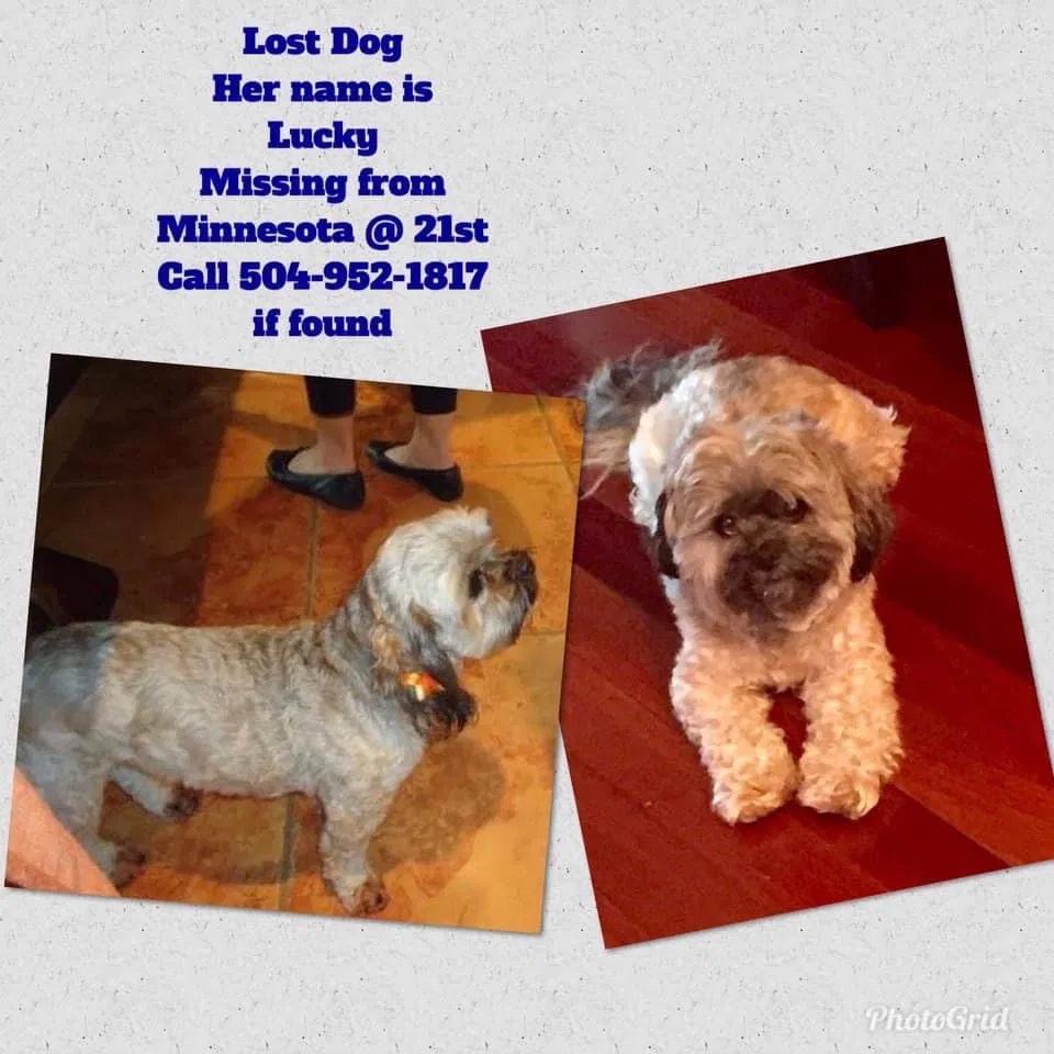 Lost dog in Kenner, LA, 70062