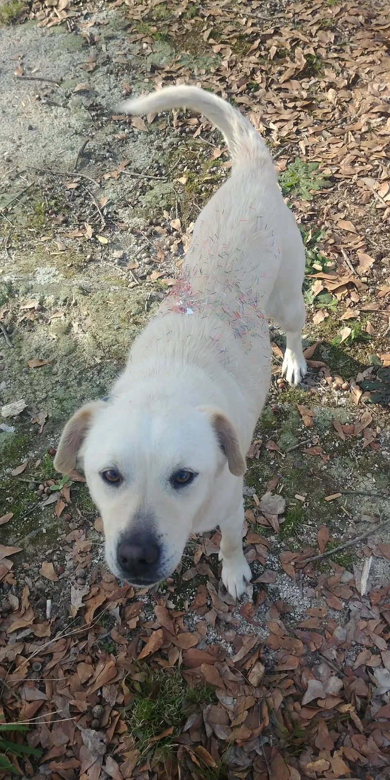 Lost dog in Simpsonville, SC, 29680