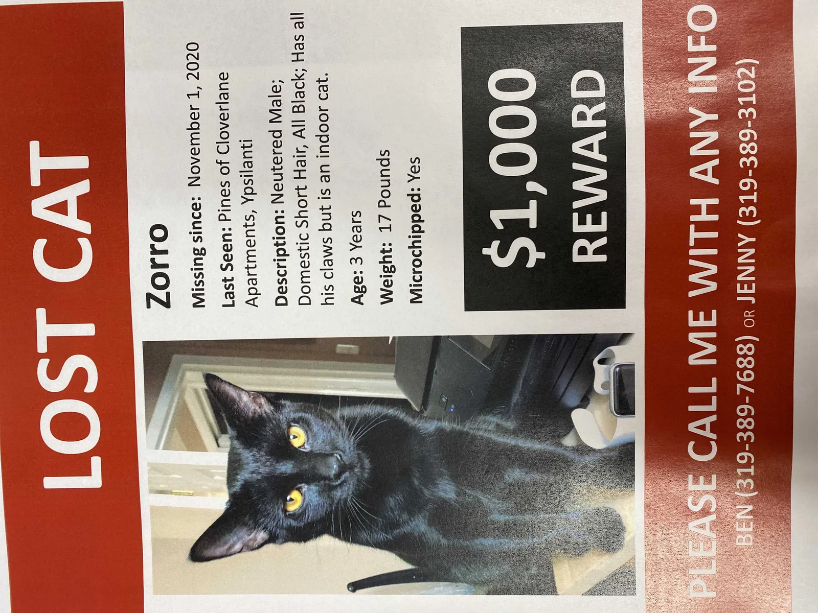 Lost cat in Ypsilanti, MI, 48197