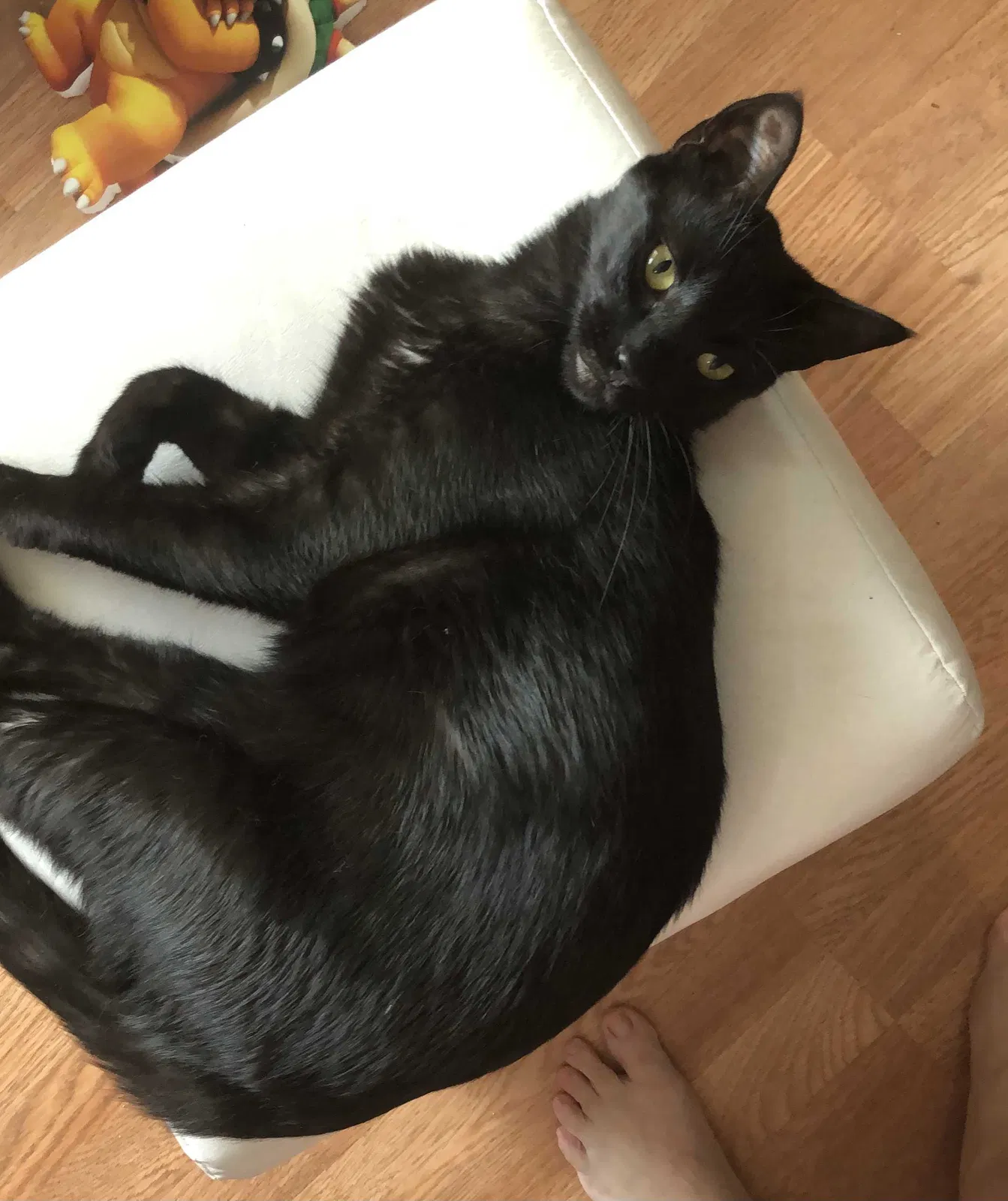 Lost cat in Mcallen, TX, 78504