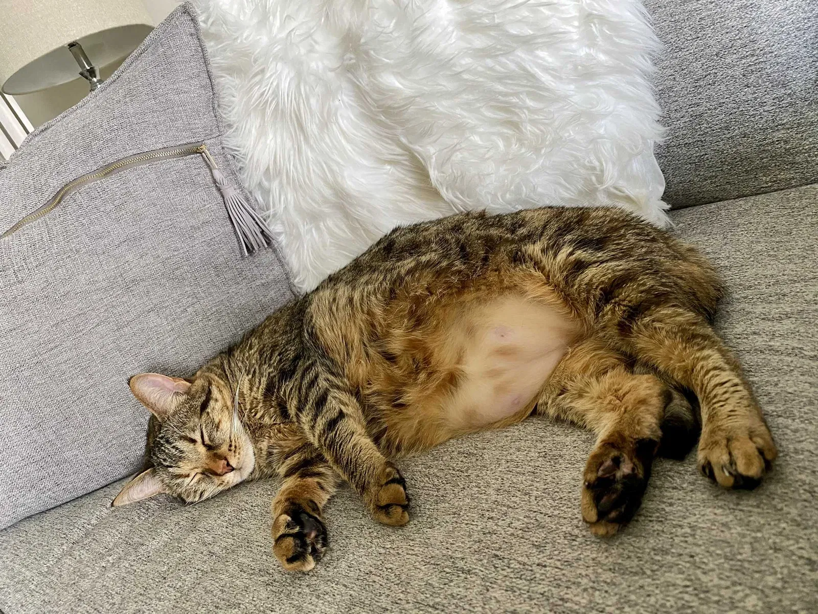 Lost cat in Fort Myers, FL, 33905