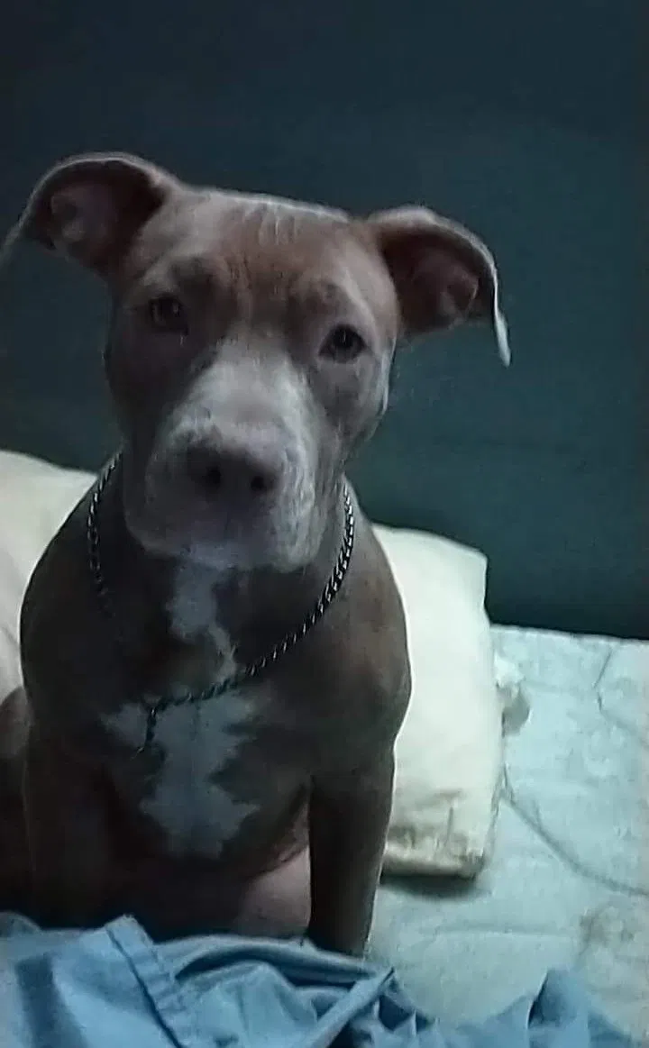 Lost dog in Port Charlotte, FL, 33954