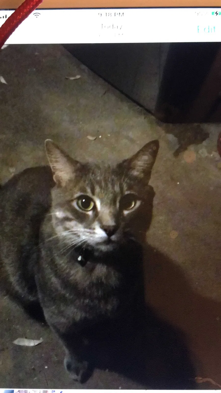 Lost cat in Odessa, TX, 79761