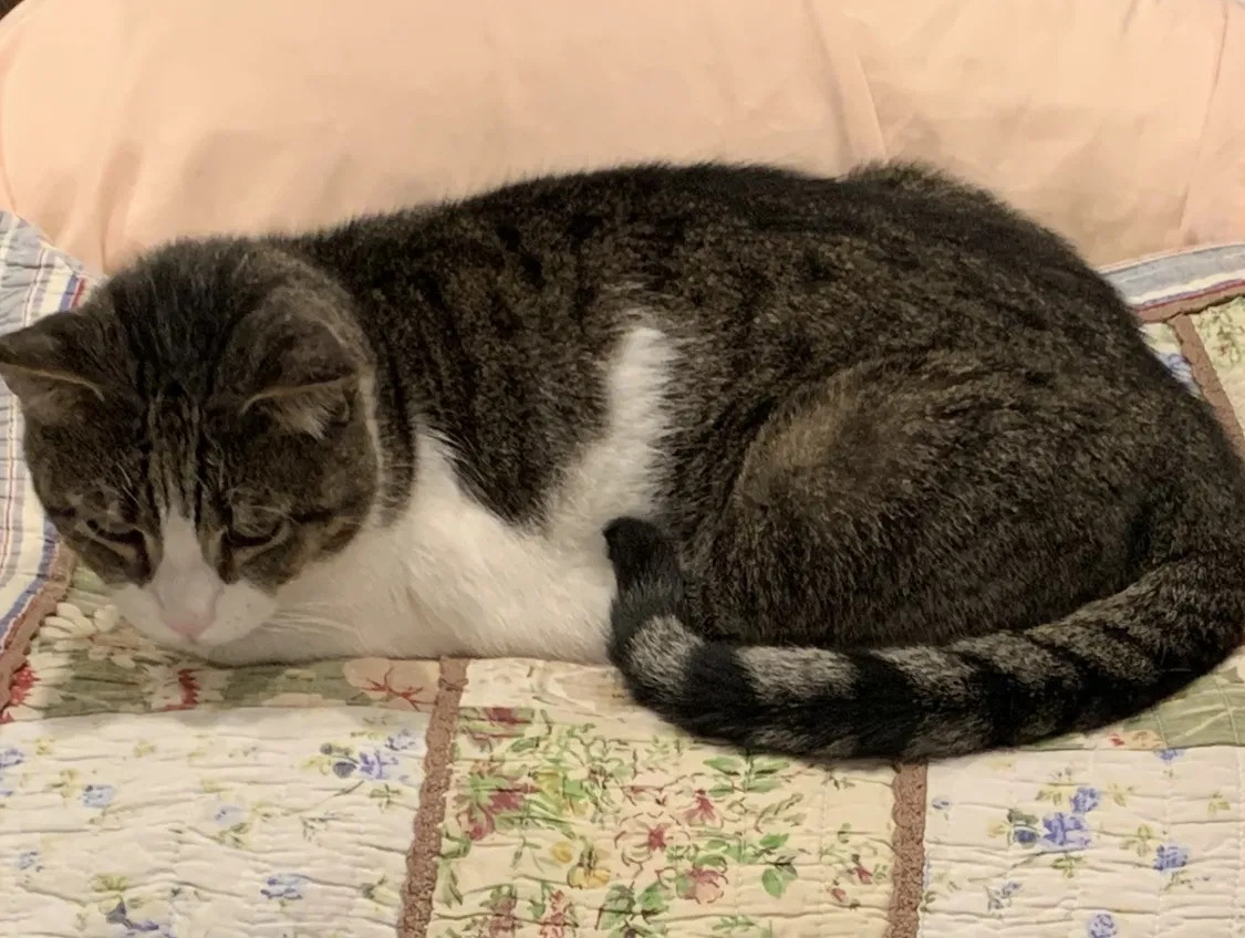 Lost cat in Fresno, CA, 93703