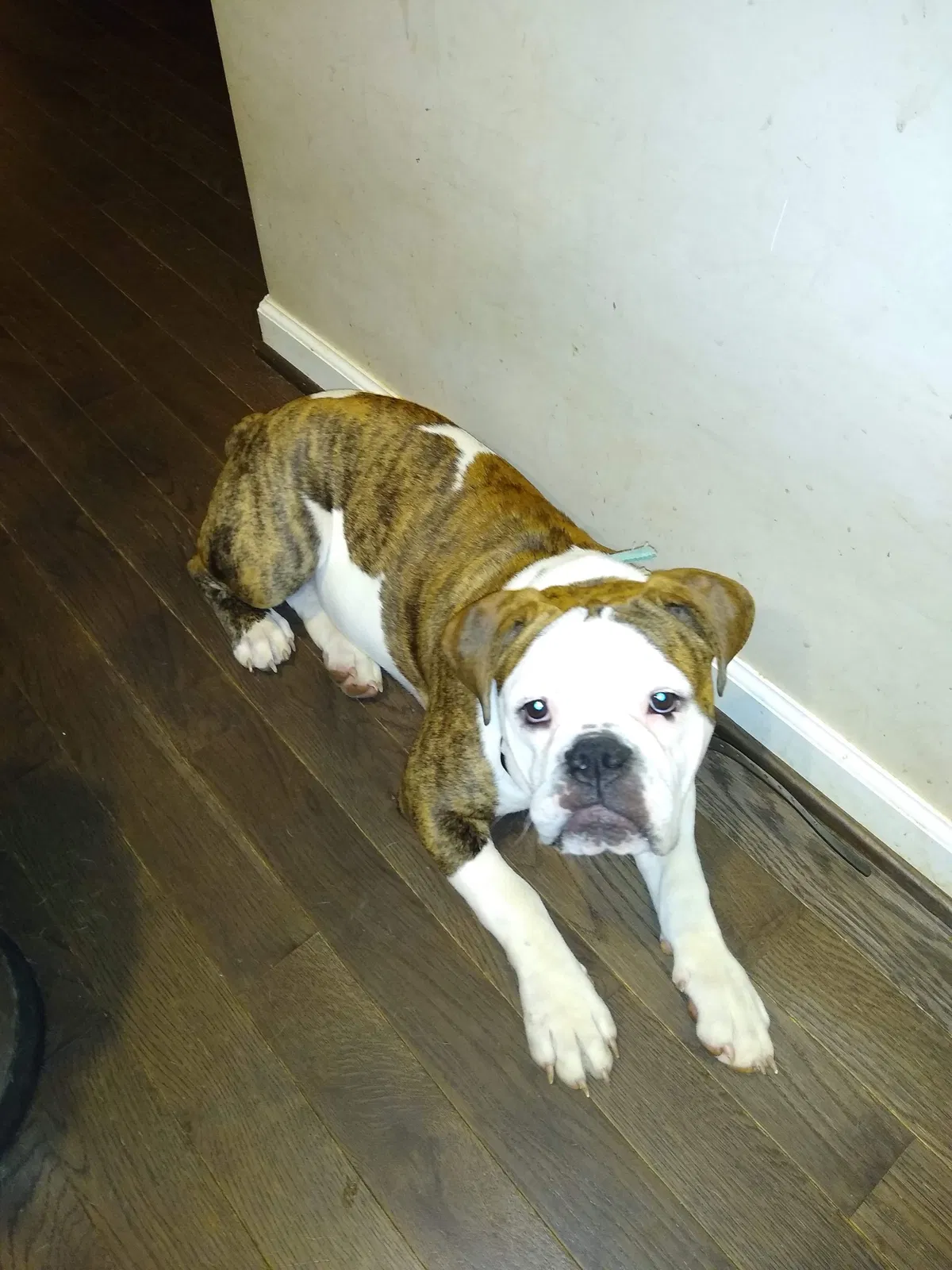 Lost dog in Bedford, VA, 24523
