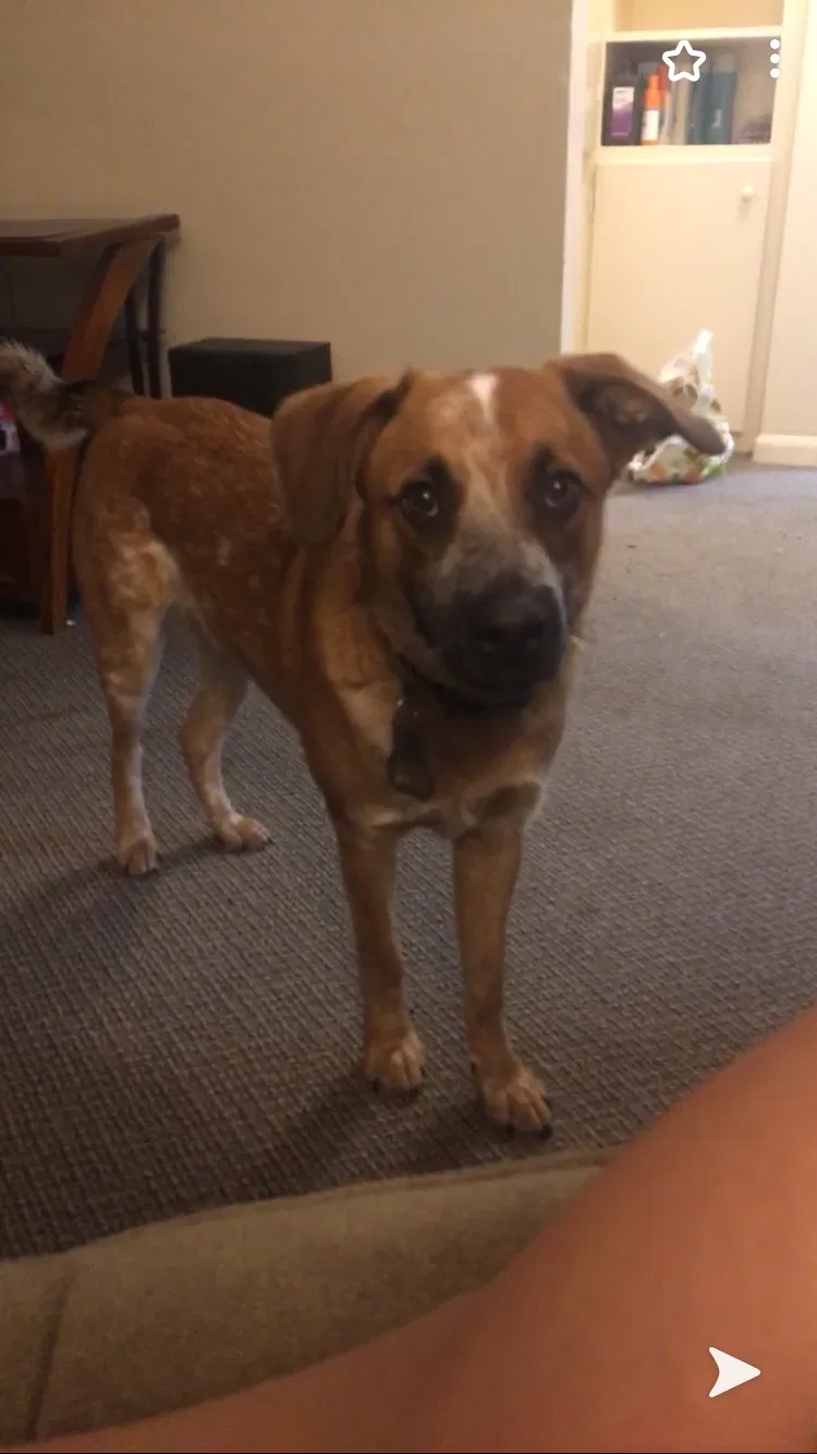 Lost dog in Topeka, KS, 66617